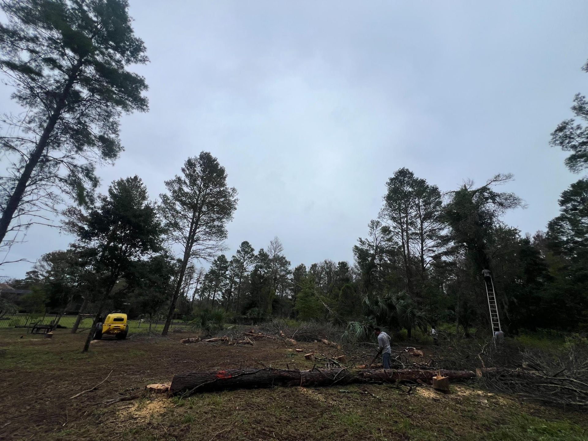 Clearing a forest. Chopped trees litter the ground, worker saws a log under a cloudy sky. Yellow machinery nearby.