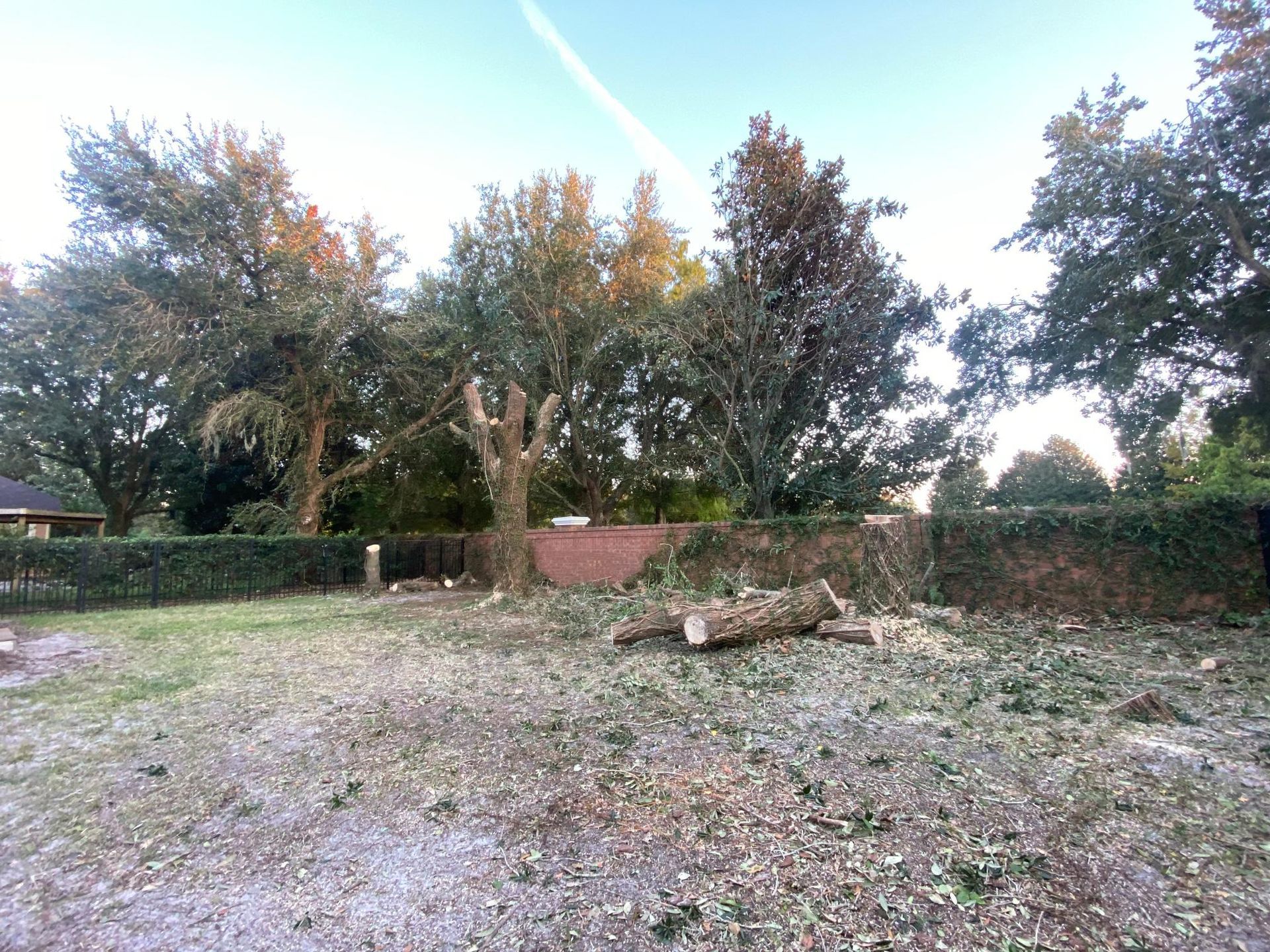 A partially cleared yard with cut tree branches and a tree stump in front of a green hedge and trees.