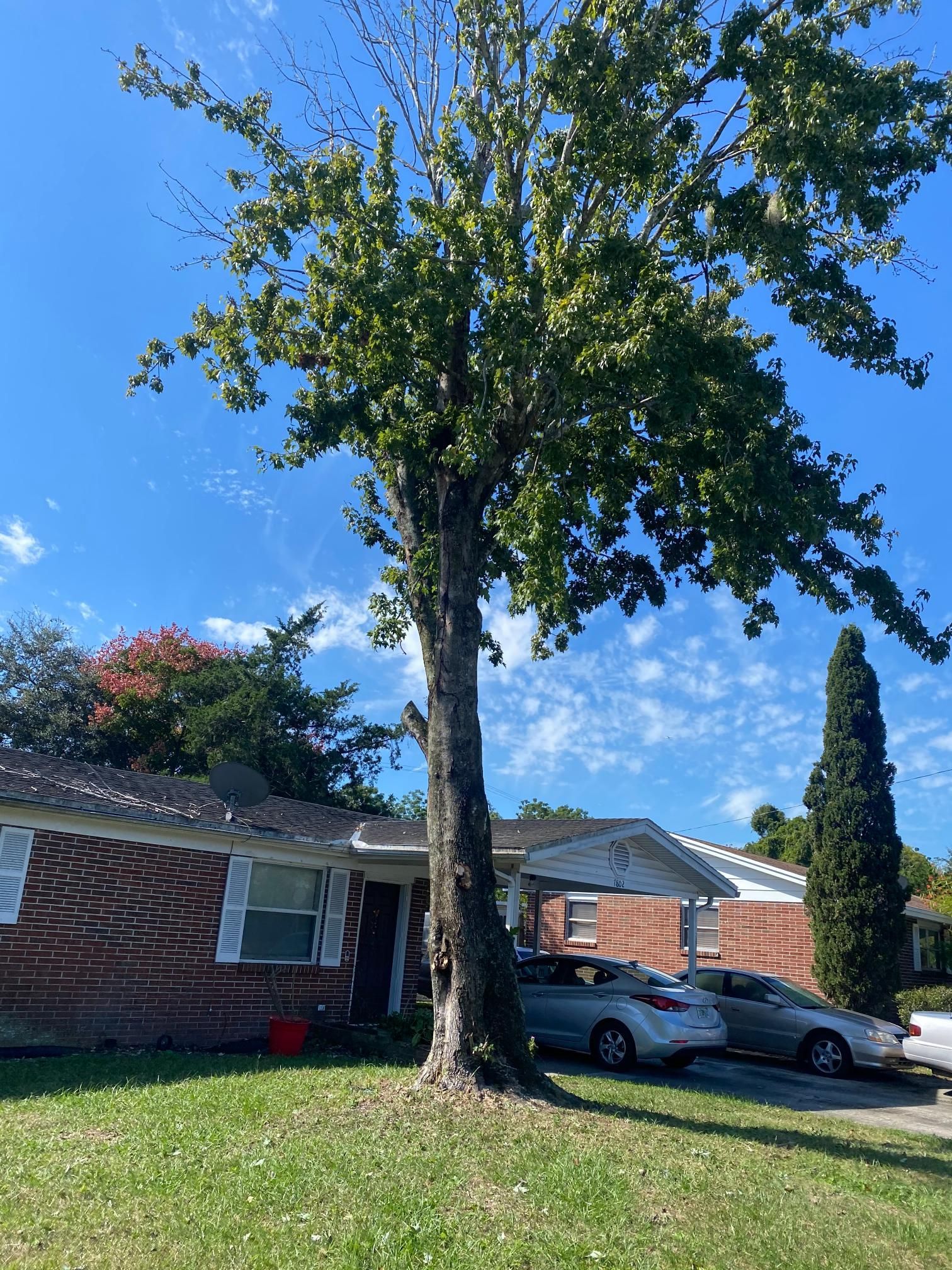 Tall tree in front yard of a brick house with two cars parked in the driveway. Sunny day with clouds.