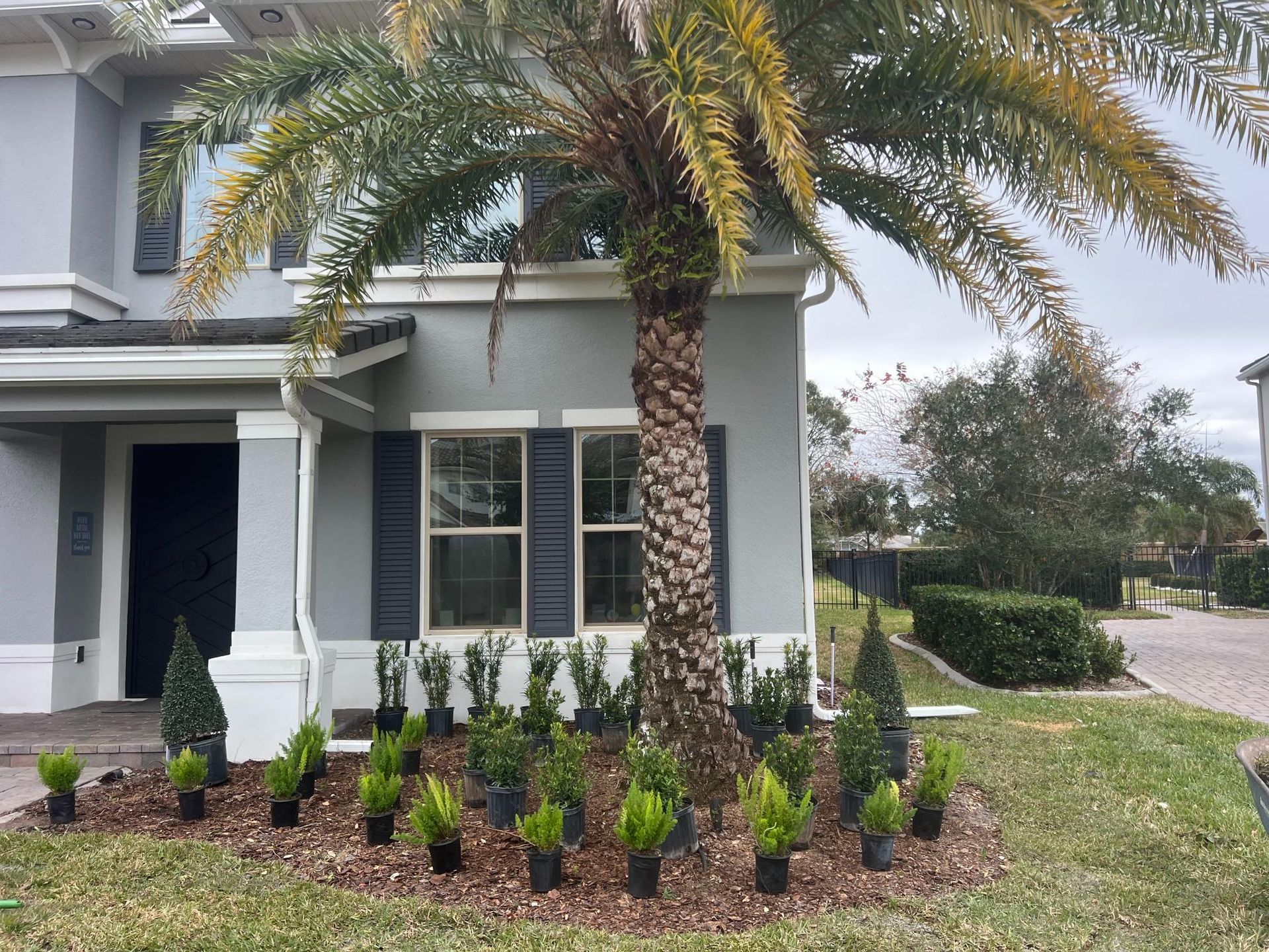 A house with a palm tree and new plantings in front.