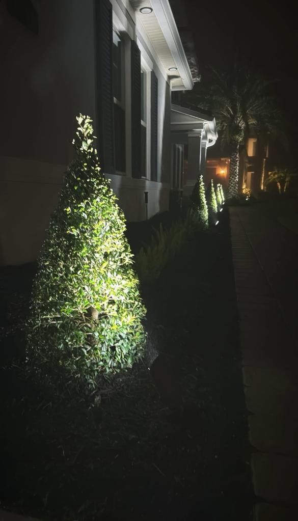 Night scene: a lighted tree and pathway alongside a building with columns and overhead lights.