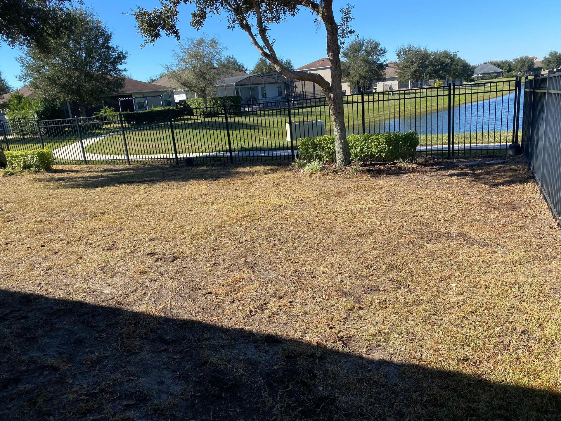 A backyard with brown grass, a black fence, and a pond. Houses and trees are in the background.