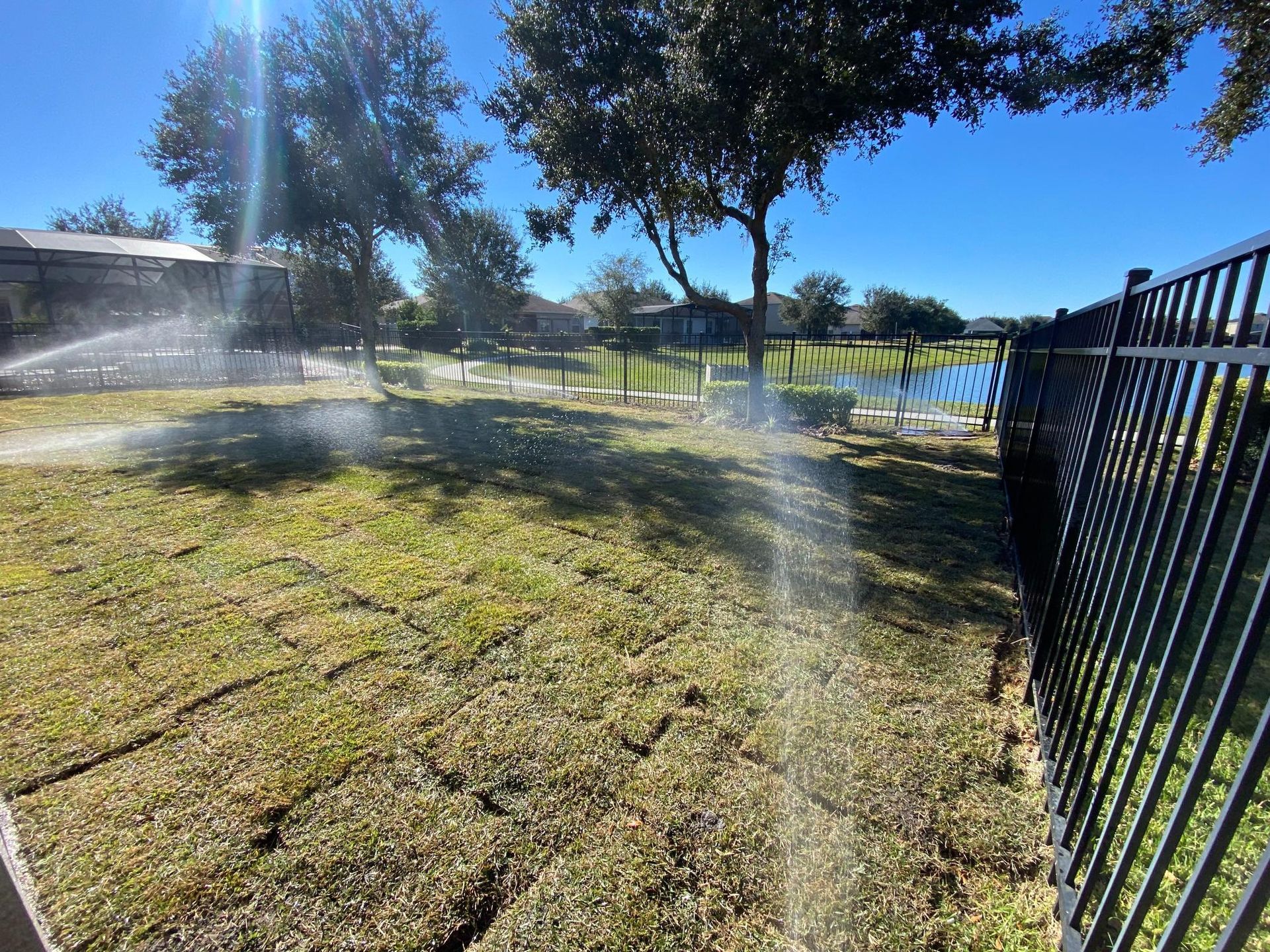 Sprinklers watering dry, patchy lawn in a backyard. Black fence on right, trees in background, sunny day.