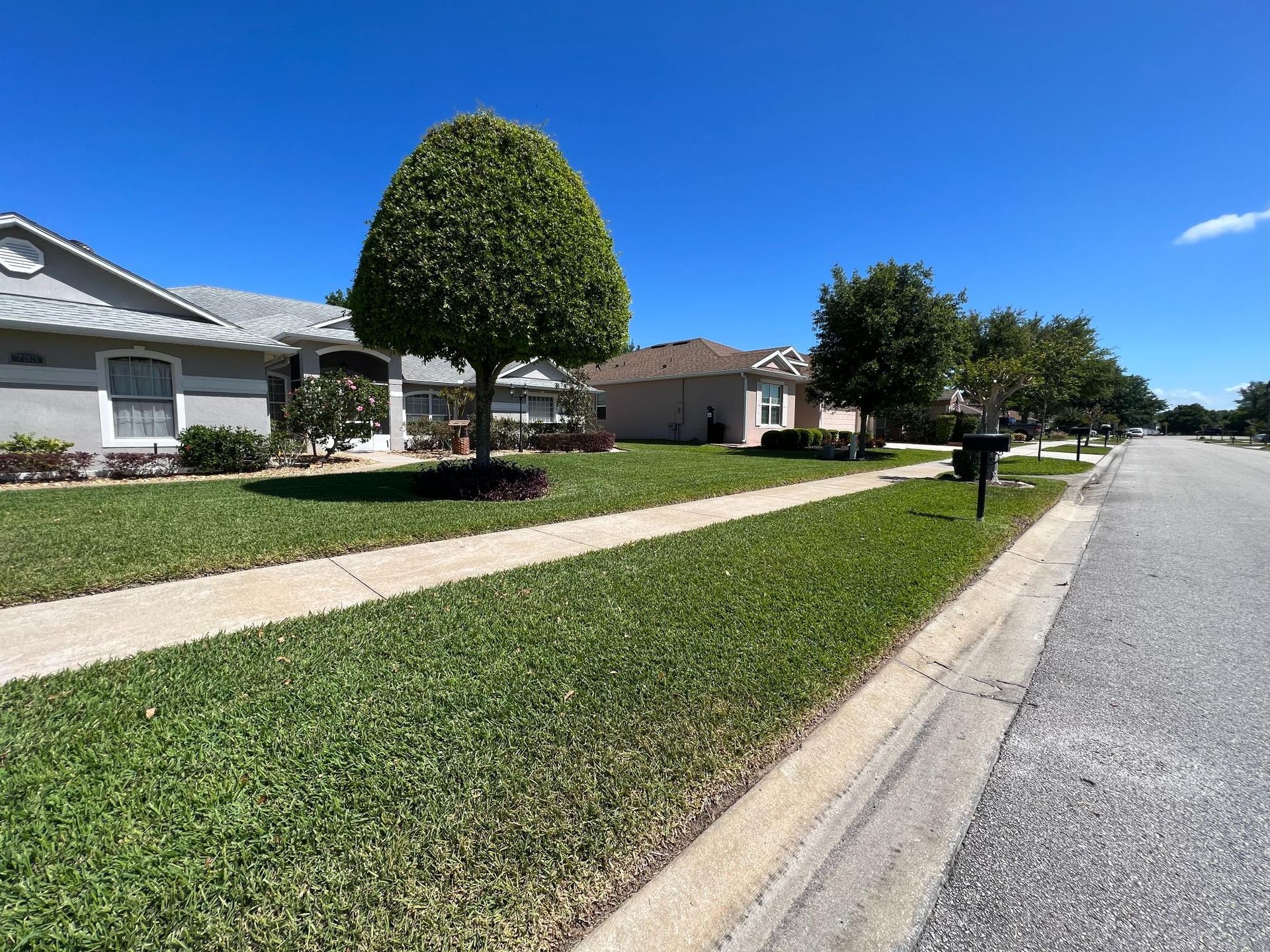Suburban street with houses and trimmed tree on a sunny day. Green lawns and sidewalk.