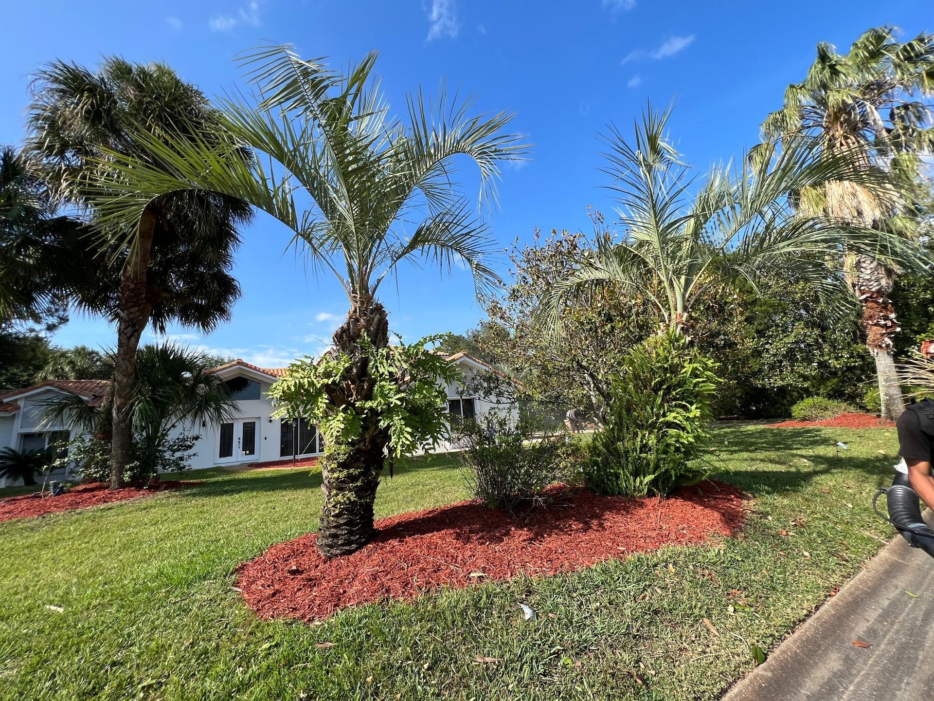 Palm trees and other plants in a landscaped bed with red mulch in front of a white house on a sunny day.