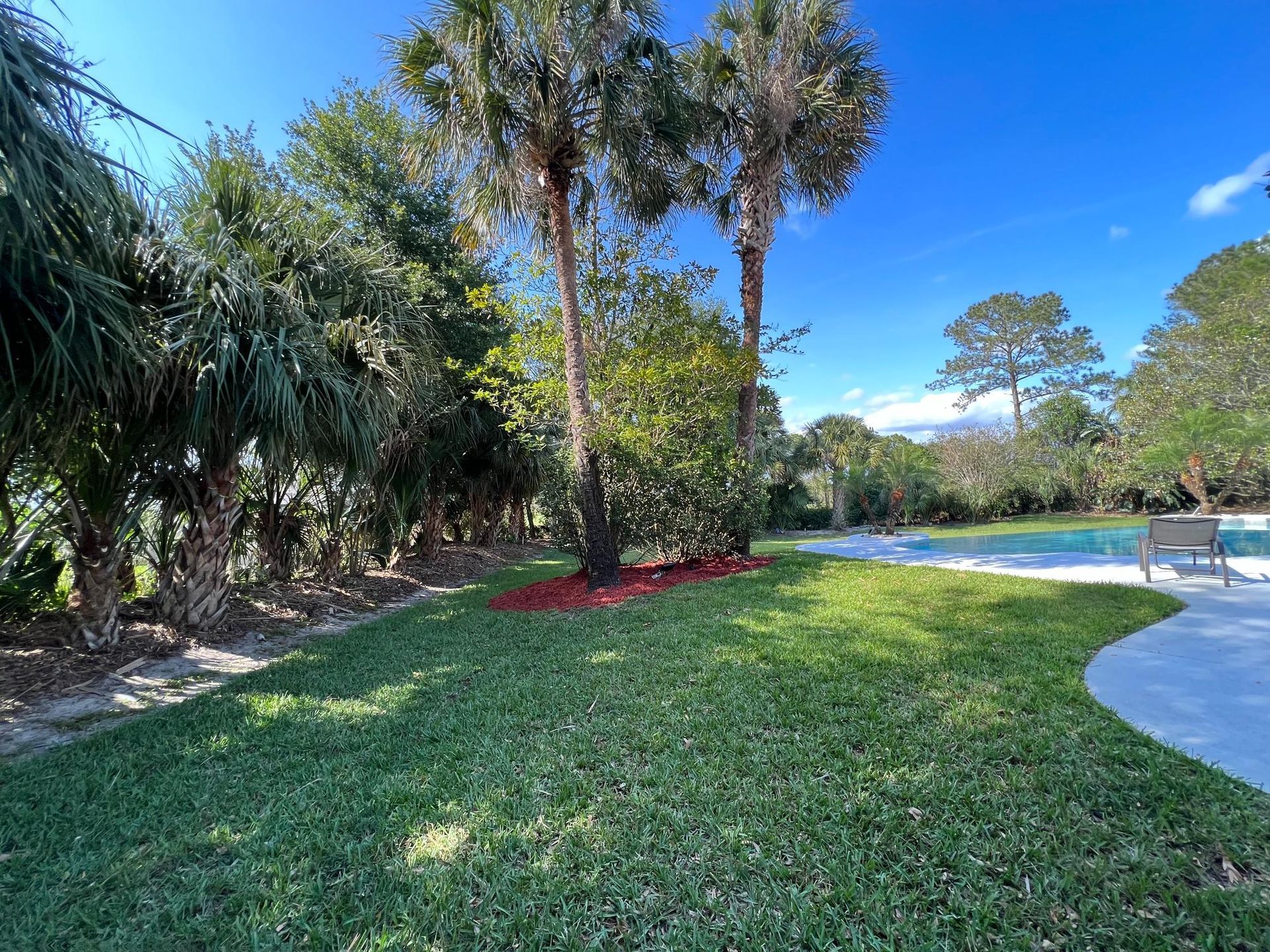 Lush green grass beside a pool and palms. Blue sky. Red mulch around tree trunks.