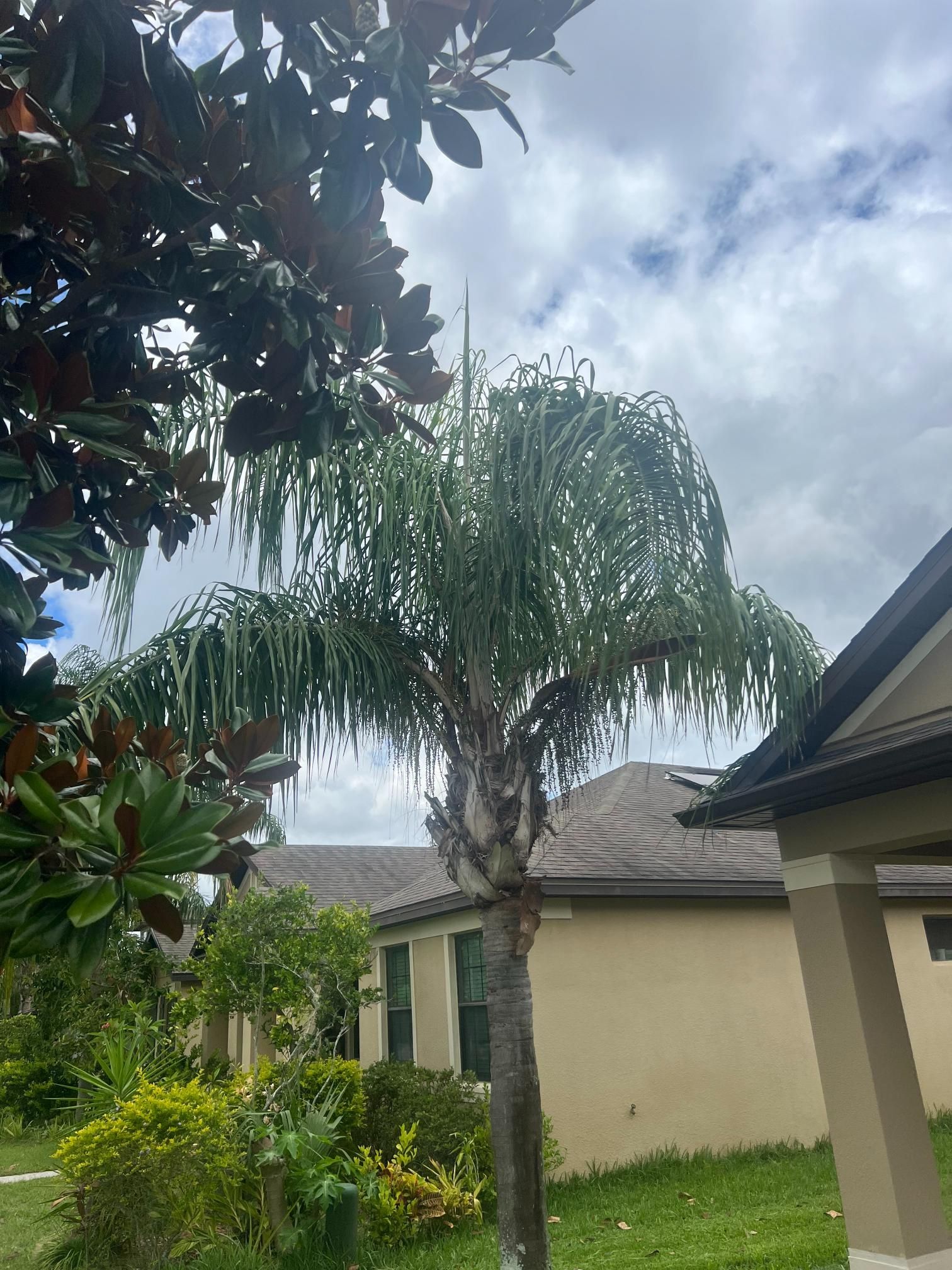 Palm tree with green fronds, under cloudy sky, beside a house with beige walls and a brown roof.