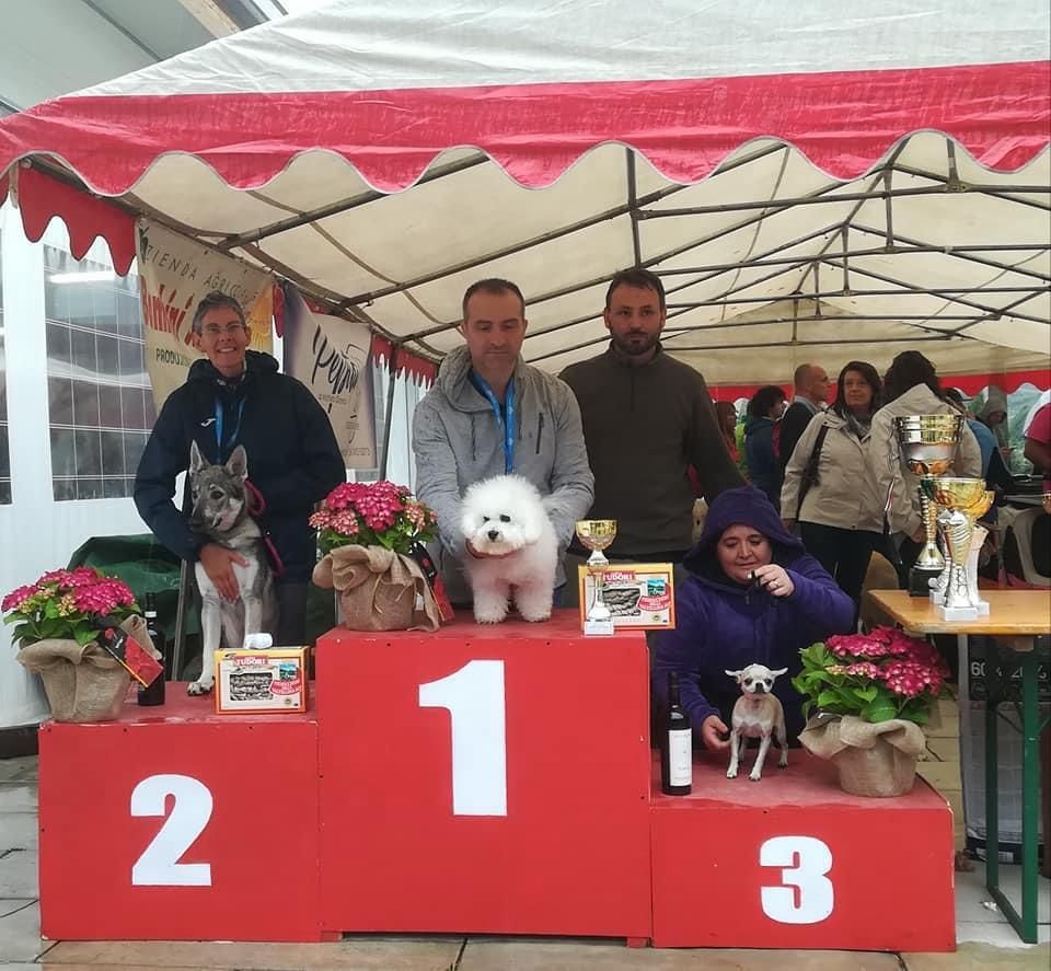 Tre cani riposano su una cuccia grigia: un Cocker Spaniel marrone, uno Yorkshire terrier e un piccolo cane color cuoio e bianco.