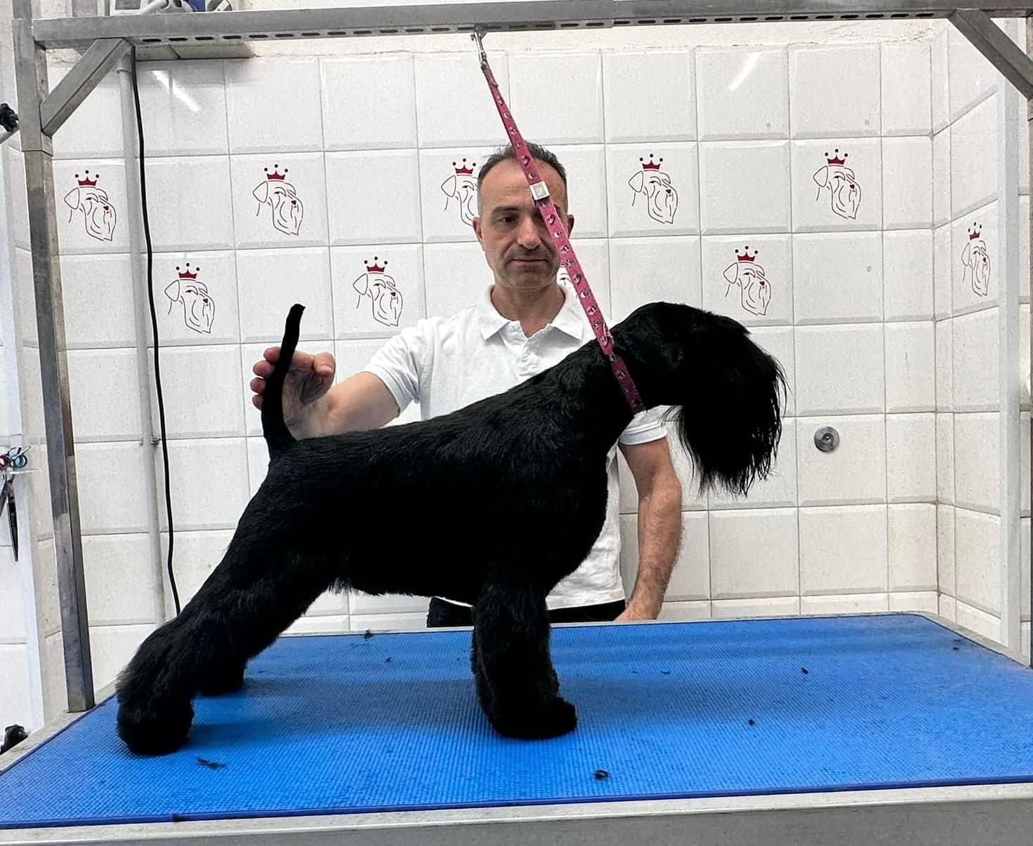 Tre cani riposano su una cuccia grigia: un Cocker Spaniel marrone, uno Yorkshire terrier e un piccolo cane color cuoio e bianco.