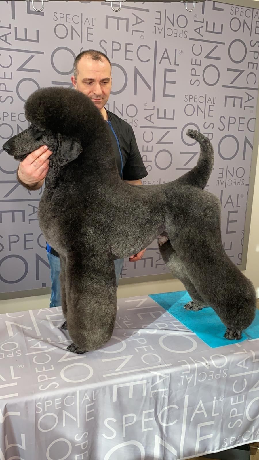 Golden retriever con la palla in bocca, sdraiato sull'erba, in un ambiente soleggiato all'aperto.