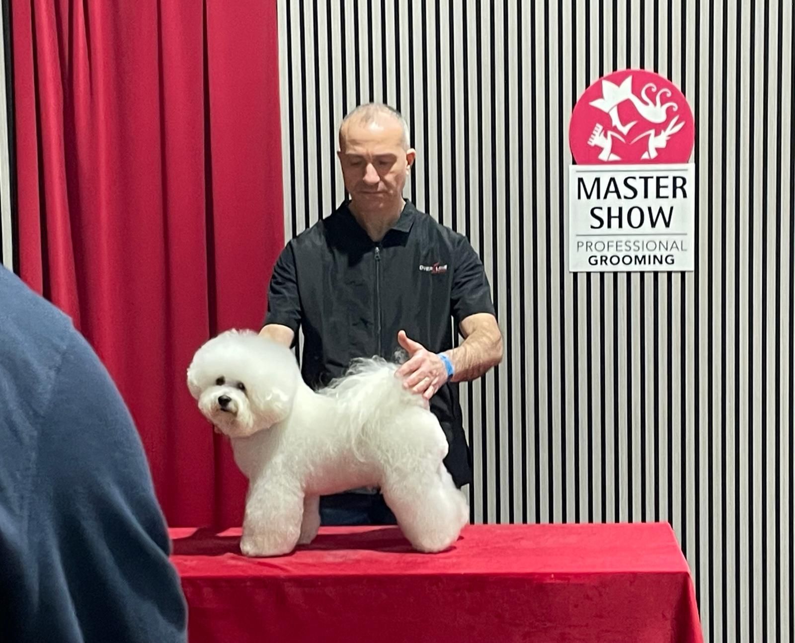 Cinque cani che guardano fuori da una porta. Sono di vari colori e razze, in un ambiente interno con una sedia.