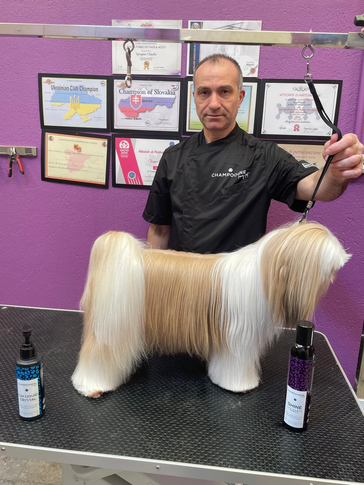 Tre cani riposano su una cuccia grigia: un Cocker Spaniel marrone, uno Yorkshire terrier e un piccolo cane color cuoio e bianco.