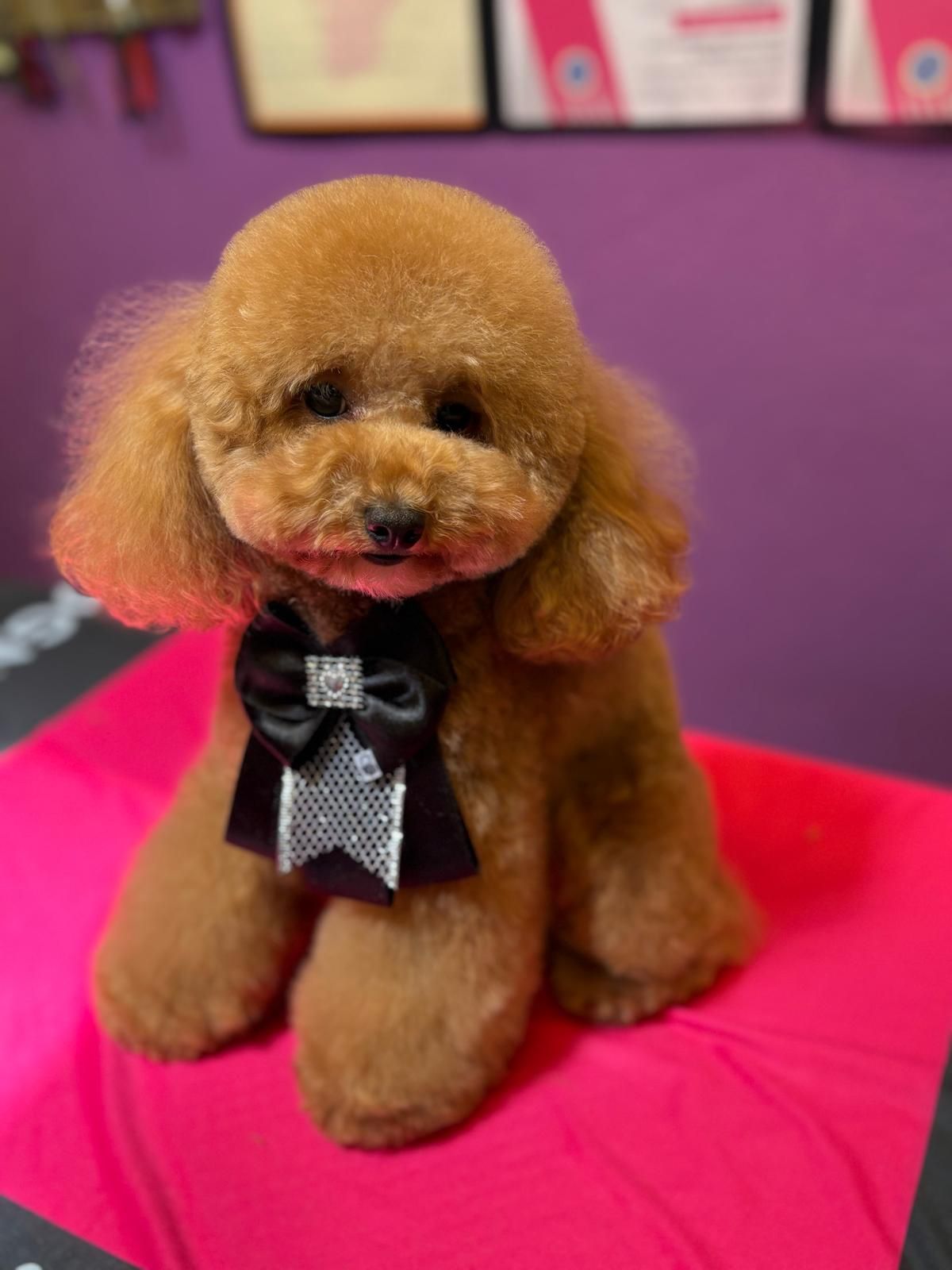 Cinque cani che guardano fuori da una porta. Sono di vari colori e razze, in un ambiente interno con una sedia.