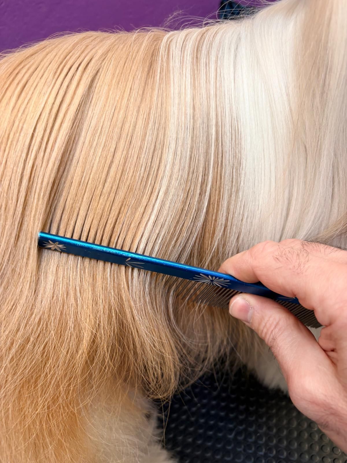 Donna che tiene in braccio un bassotto marrone e gli bacia il muso. Entrambi sono in casa, contro una parete piastrellata di bianco.