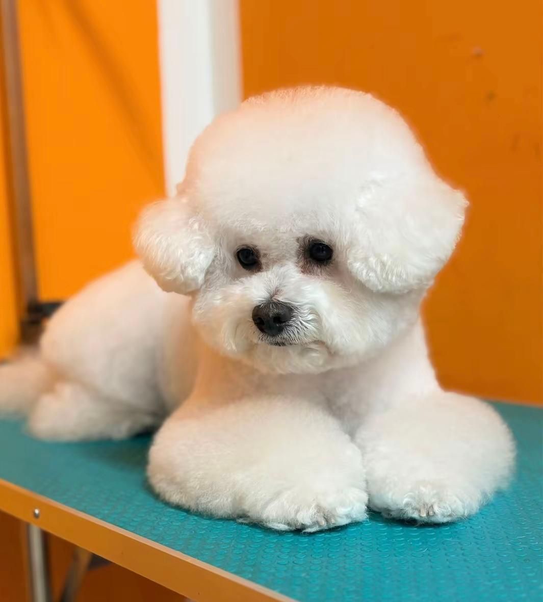 Cane che si fa la doccia. Cane marrone con il pelo bagnato, che viene risciacquato da una mano tatuata. Ambiente bagno.
