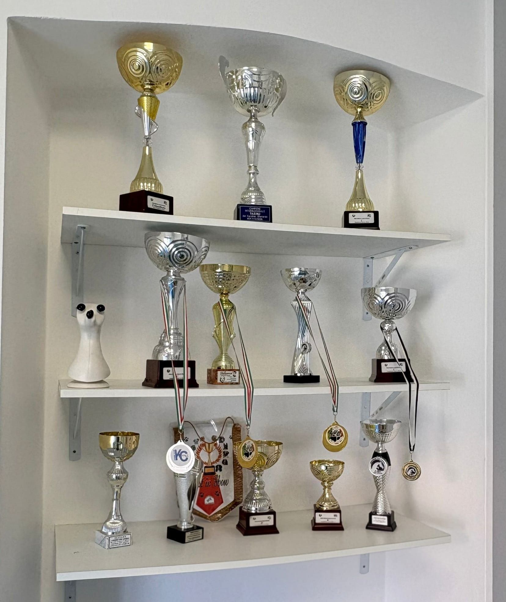 Cinque cani che guardano fuori da una porta. Sono di vari colori e razze, in un ambiente interno con una sedia.