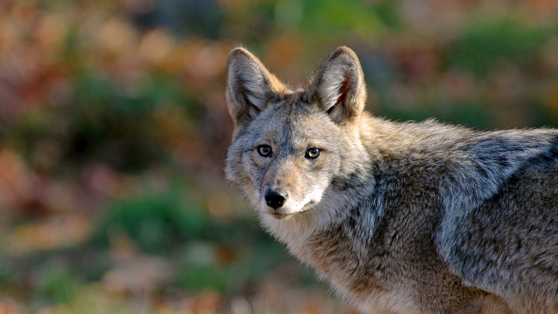 Coyote with pointed ears, looking directly at the viewer, outdoors with blurred autumn background.