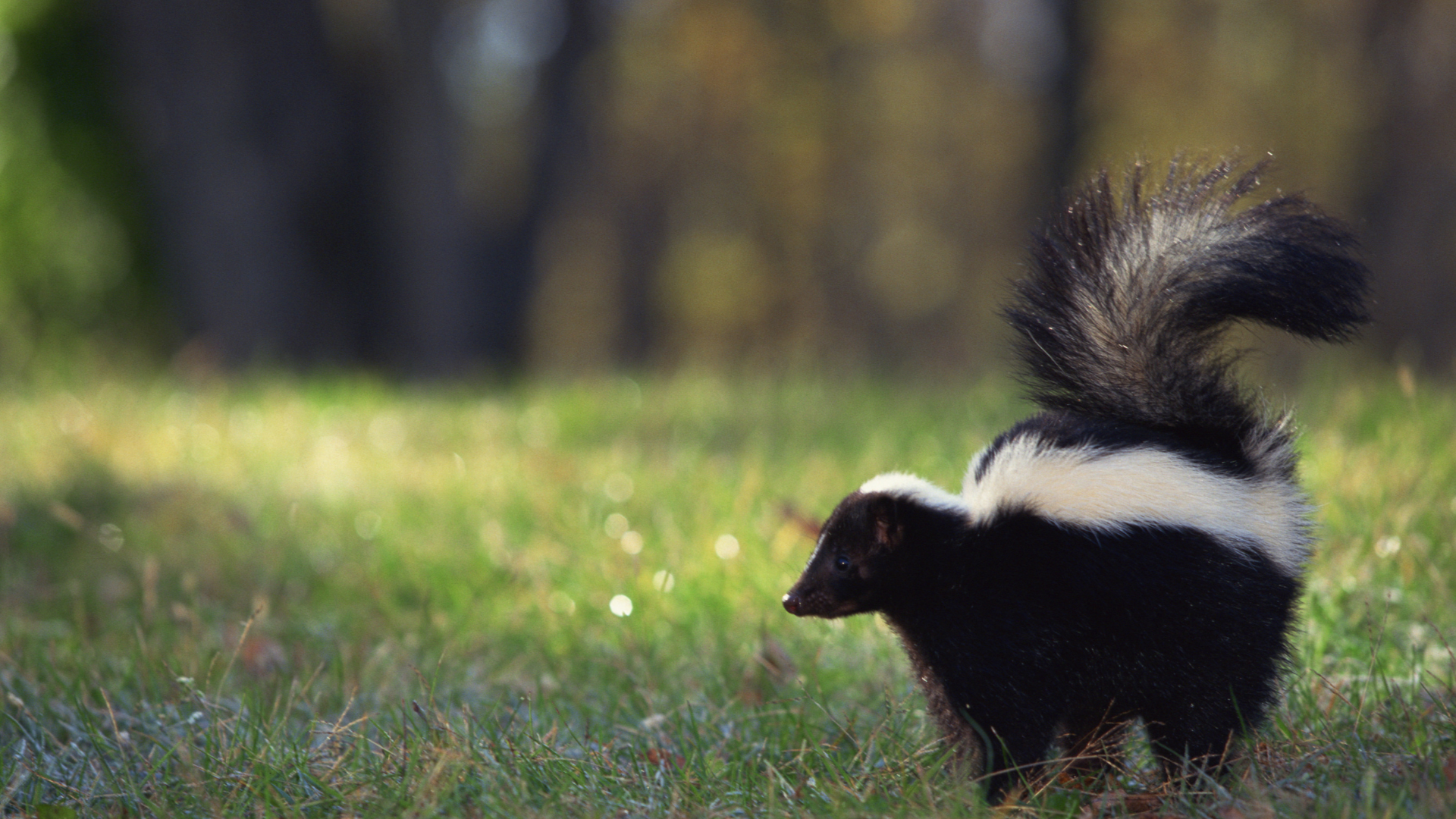 A black and white skunk with a fluffy tail walking through a grassy field.