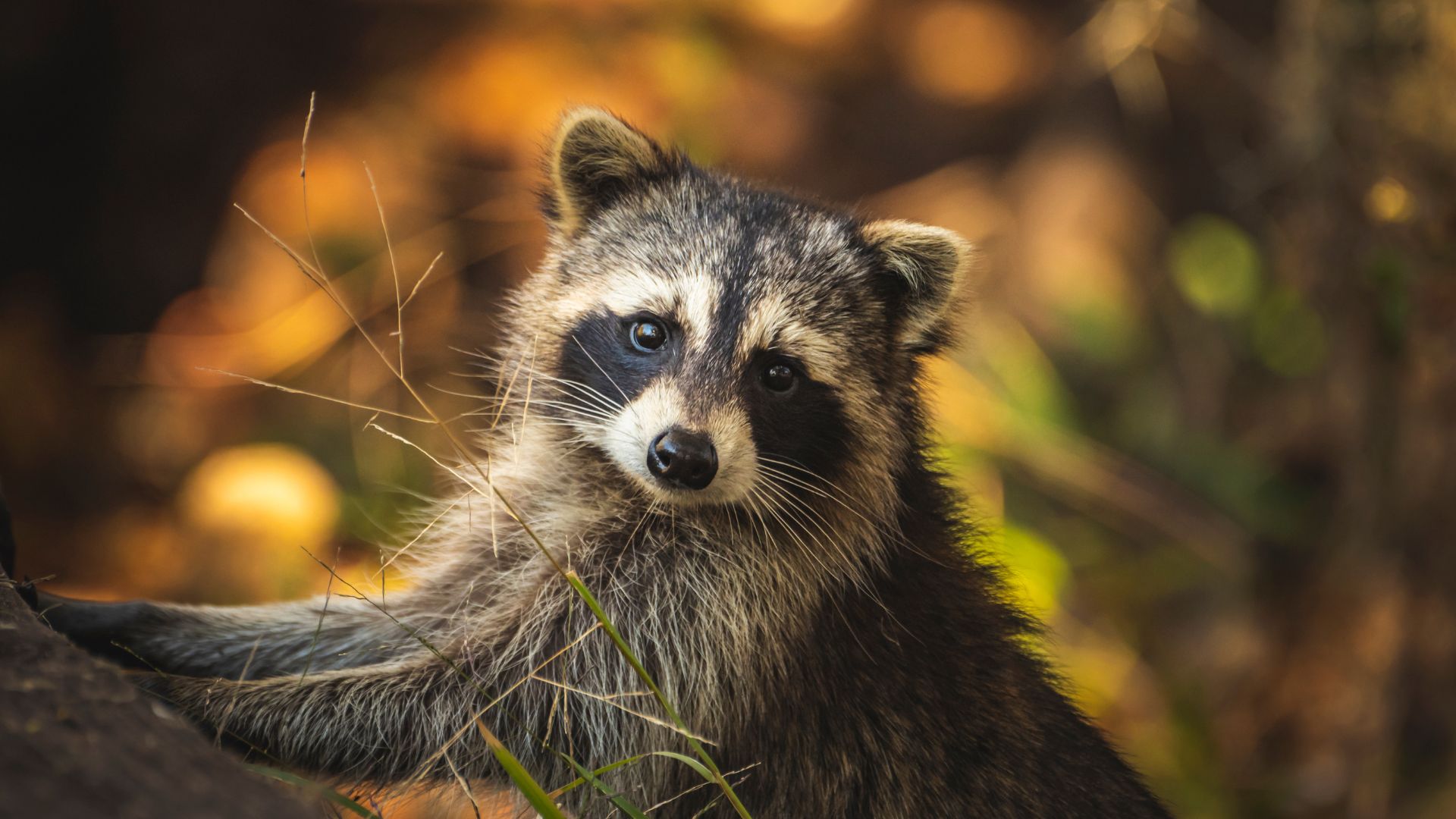 Raccoon with black mask, gazing towards the viewer, brown and golden background.