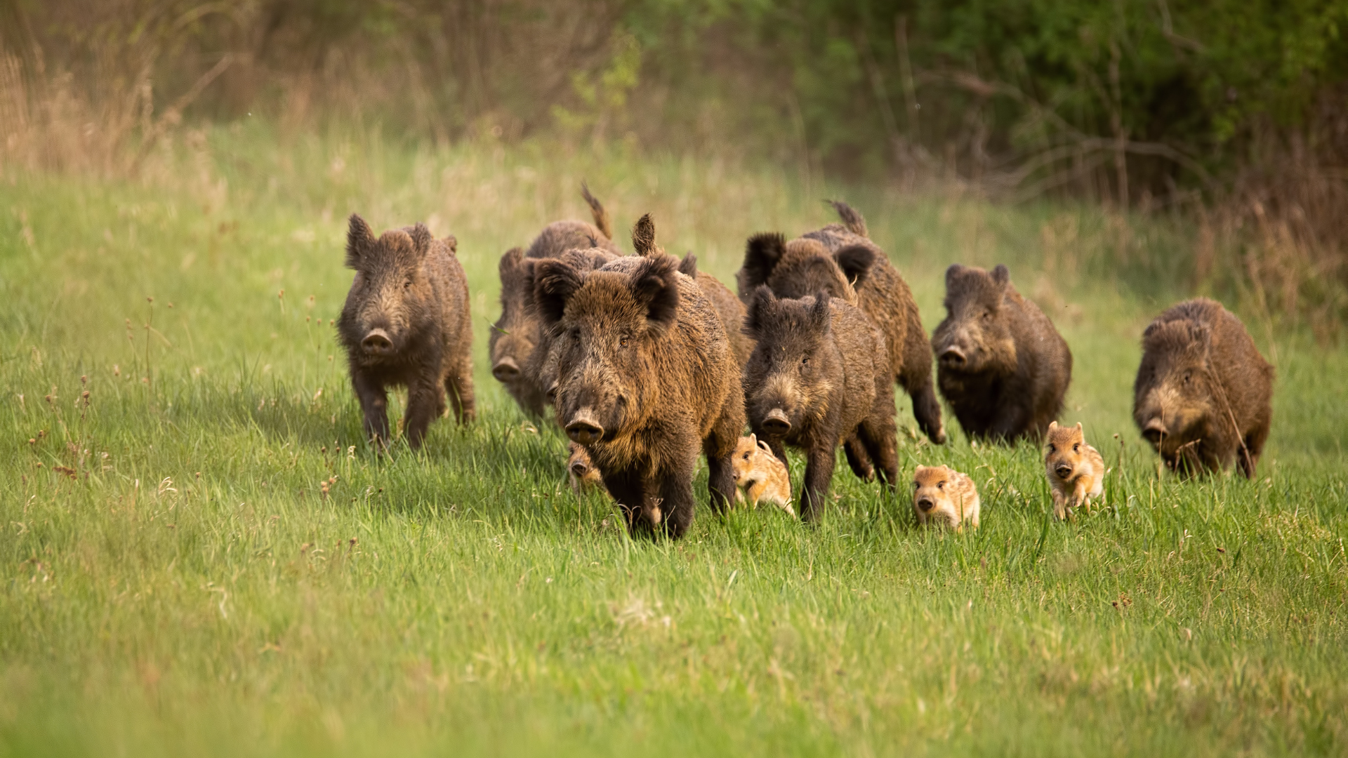Wild boars with young in grassy field.