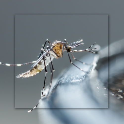 Mosquito, black and white striped, on a blurry, light blue surface.