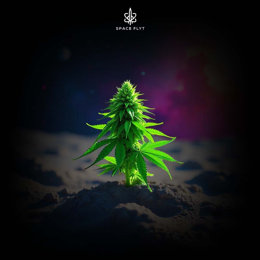 Spaceflyt
Cannabis Product
Cannabis Flowers