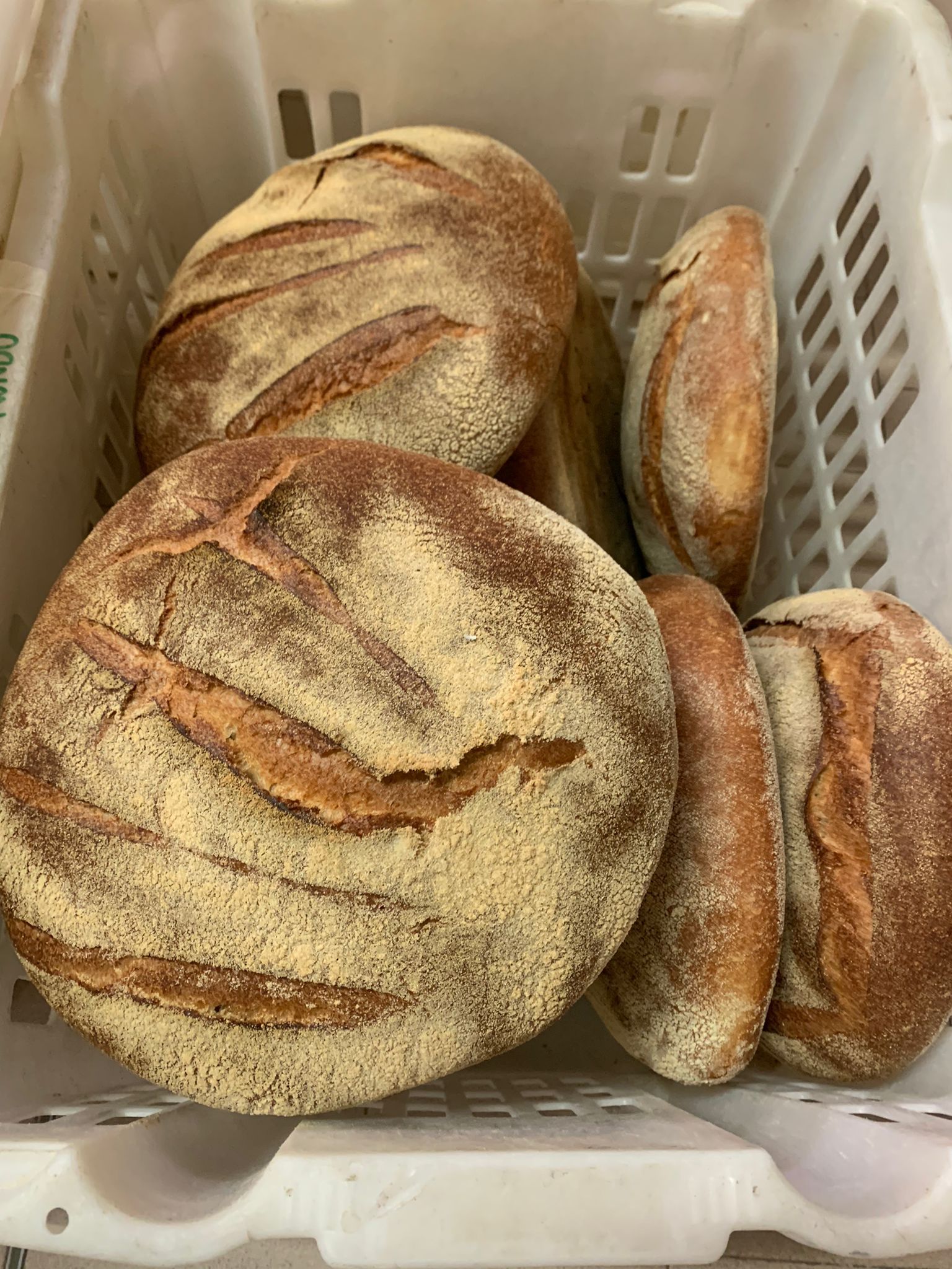 il forno bio di giò 