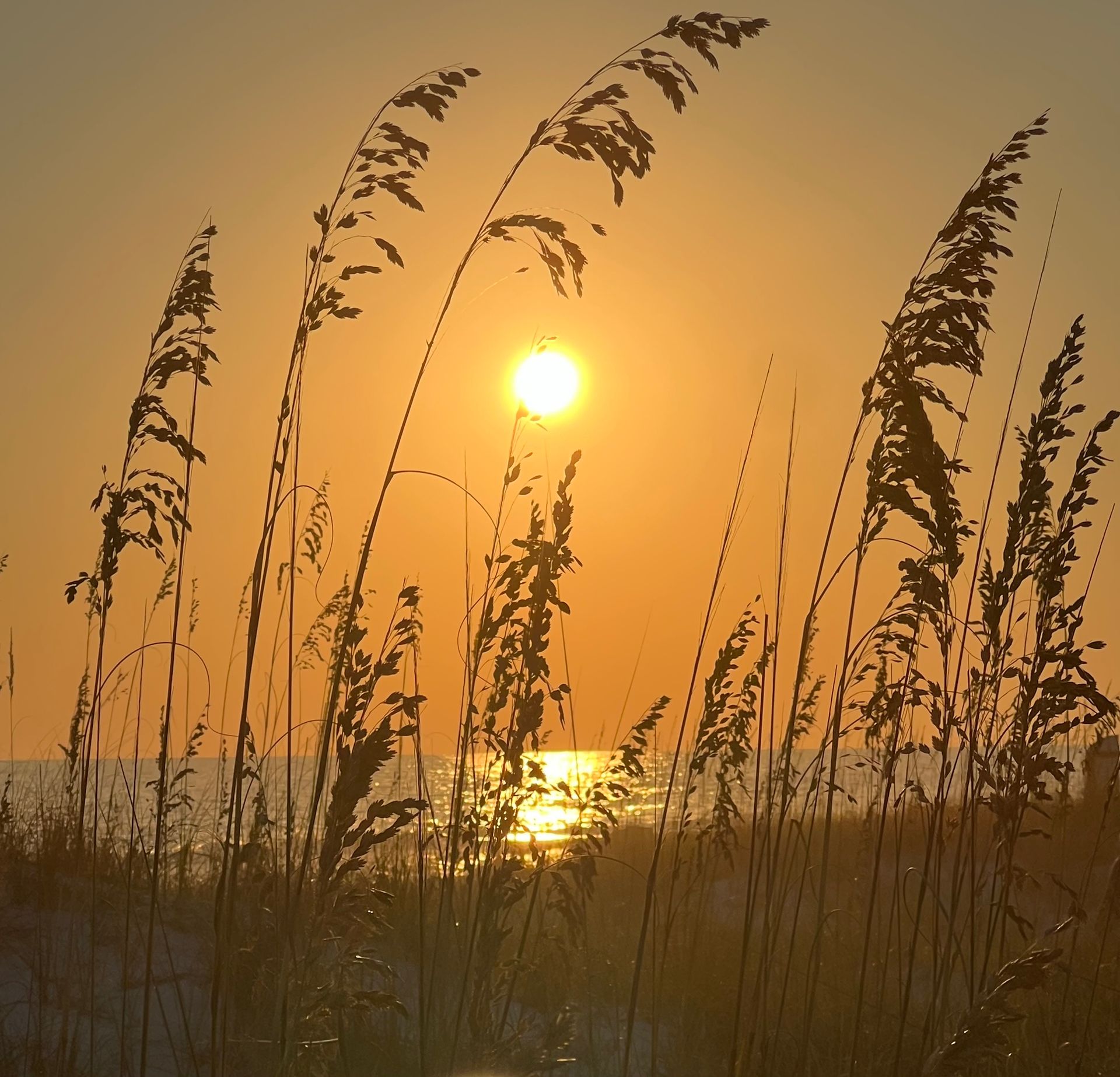 A sunset over the ocean with tall grass in the foreground