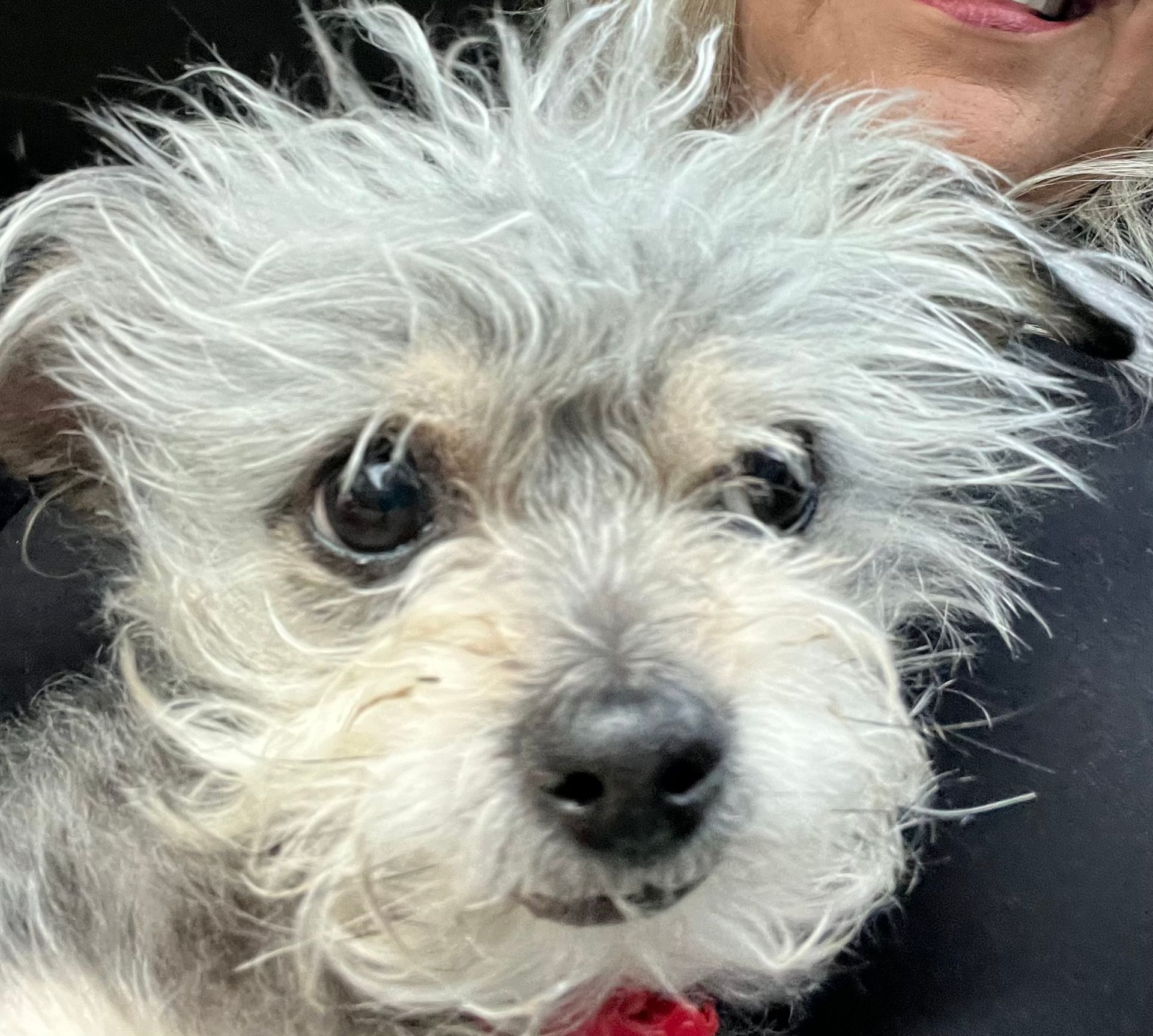 A woman is holding a small white dog in her arms.