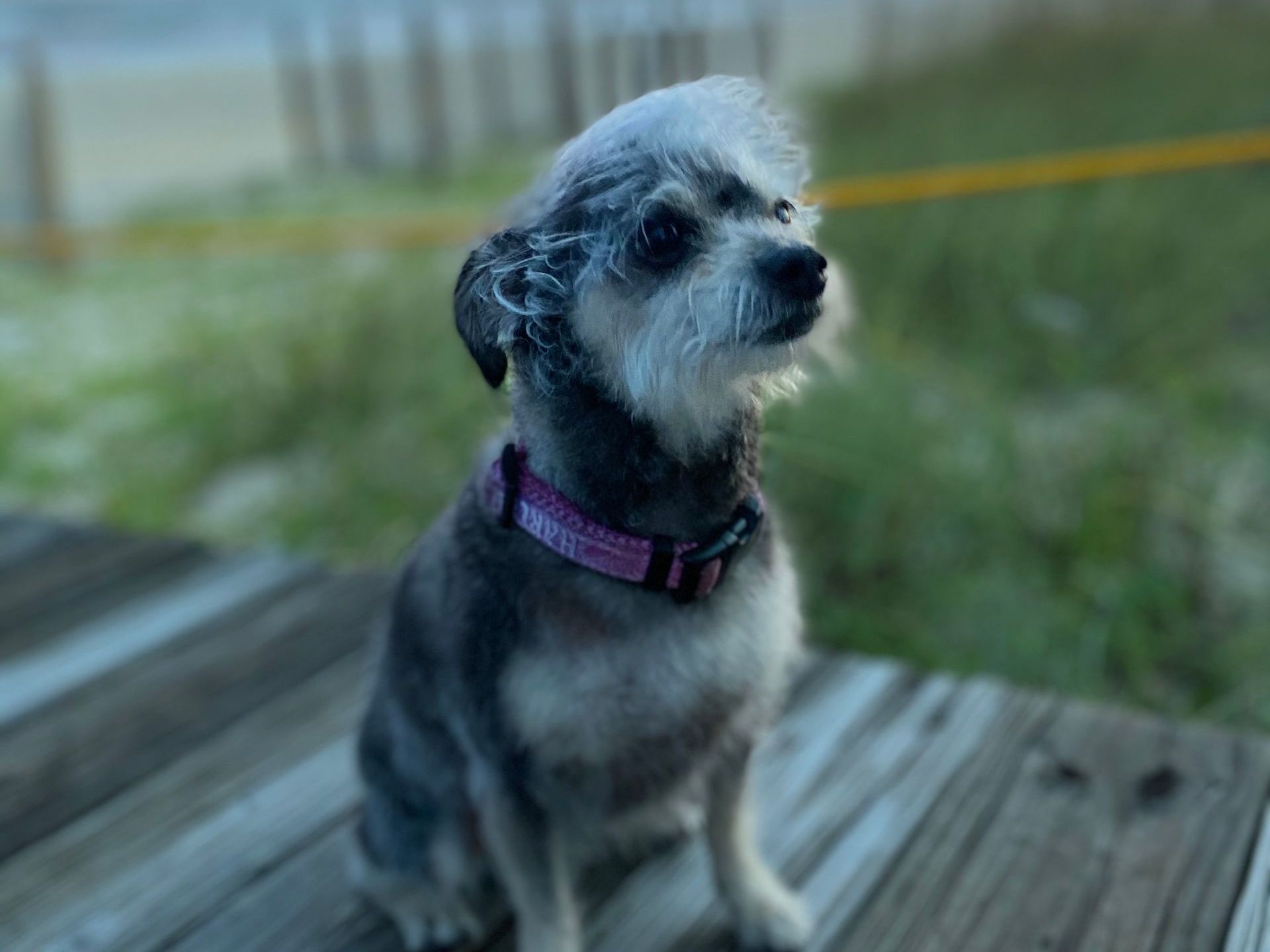 A small dog wearing a purple collar is sitting on a wooden deck.