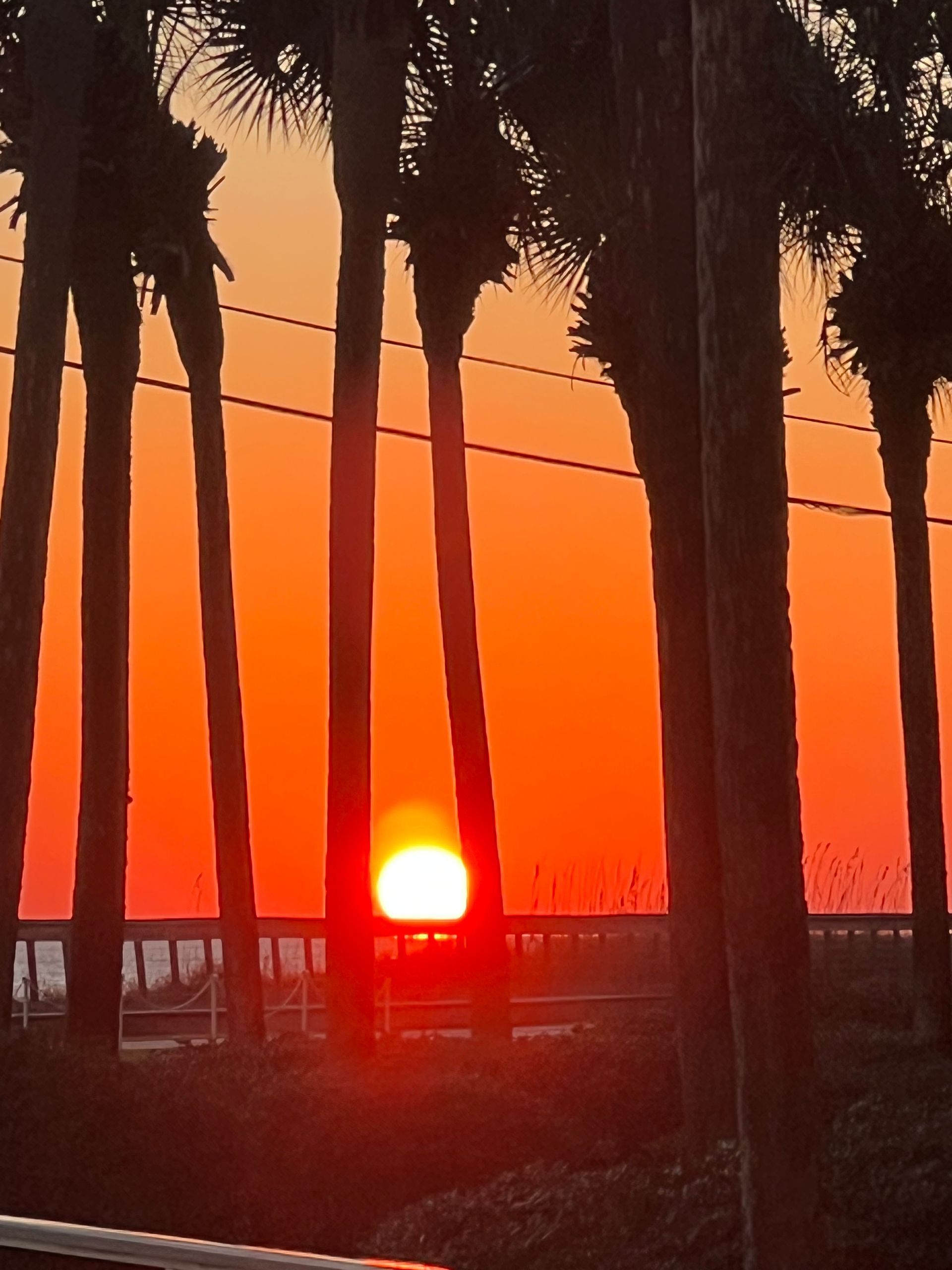 The sun is setting behind a row of palm trees