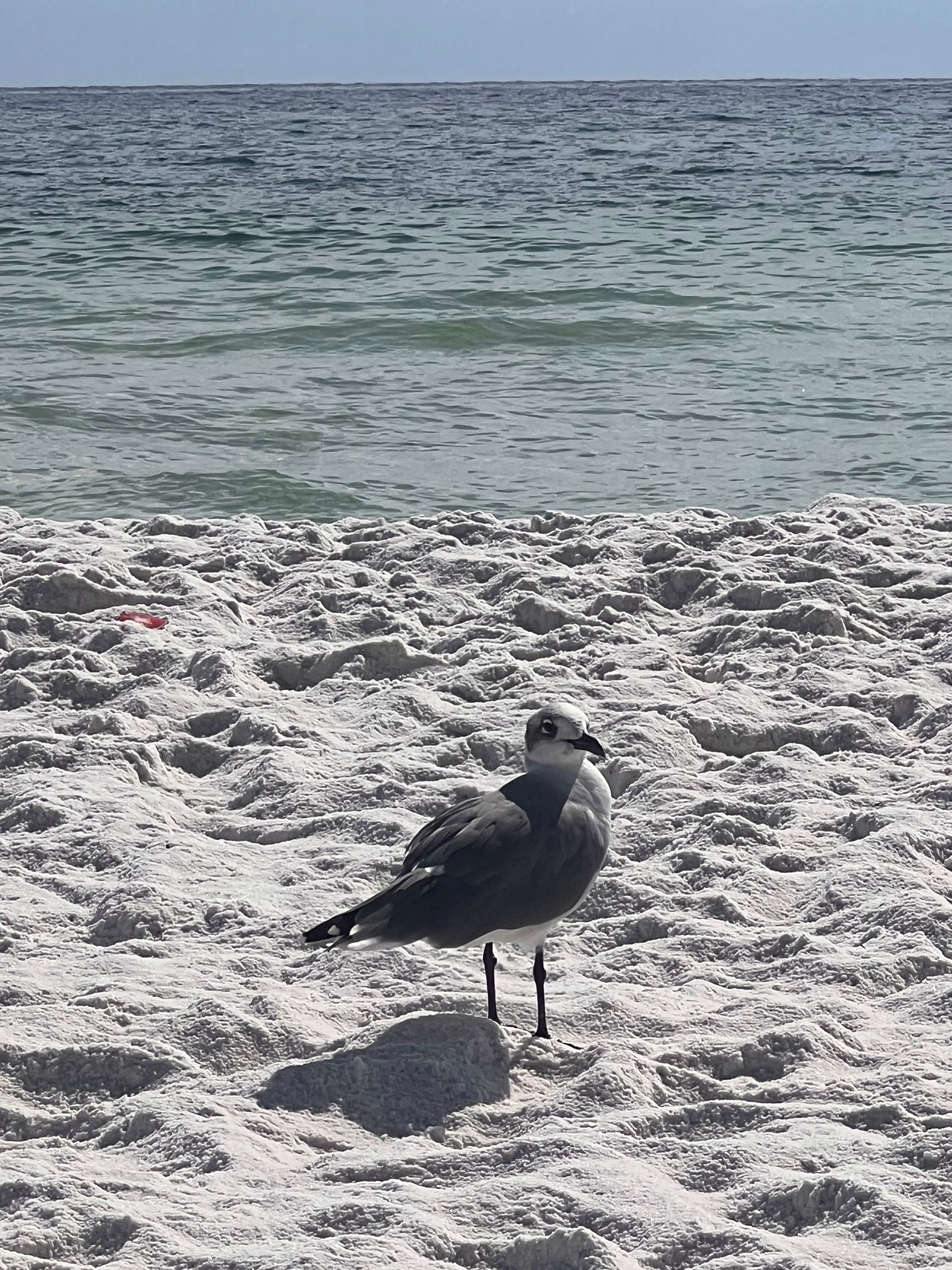 A seagull is standing on a sandy beach near the ocean