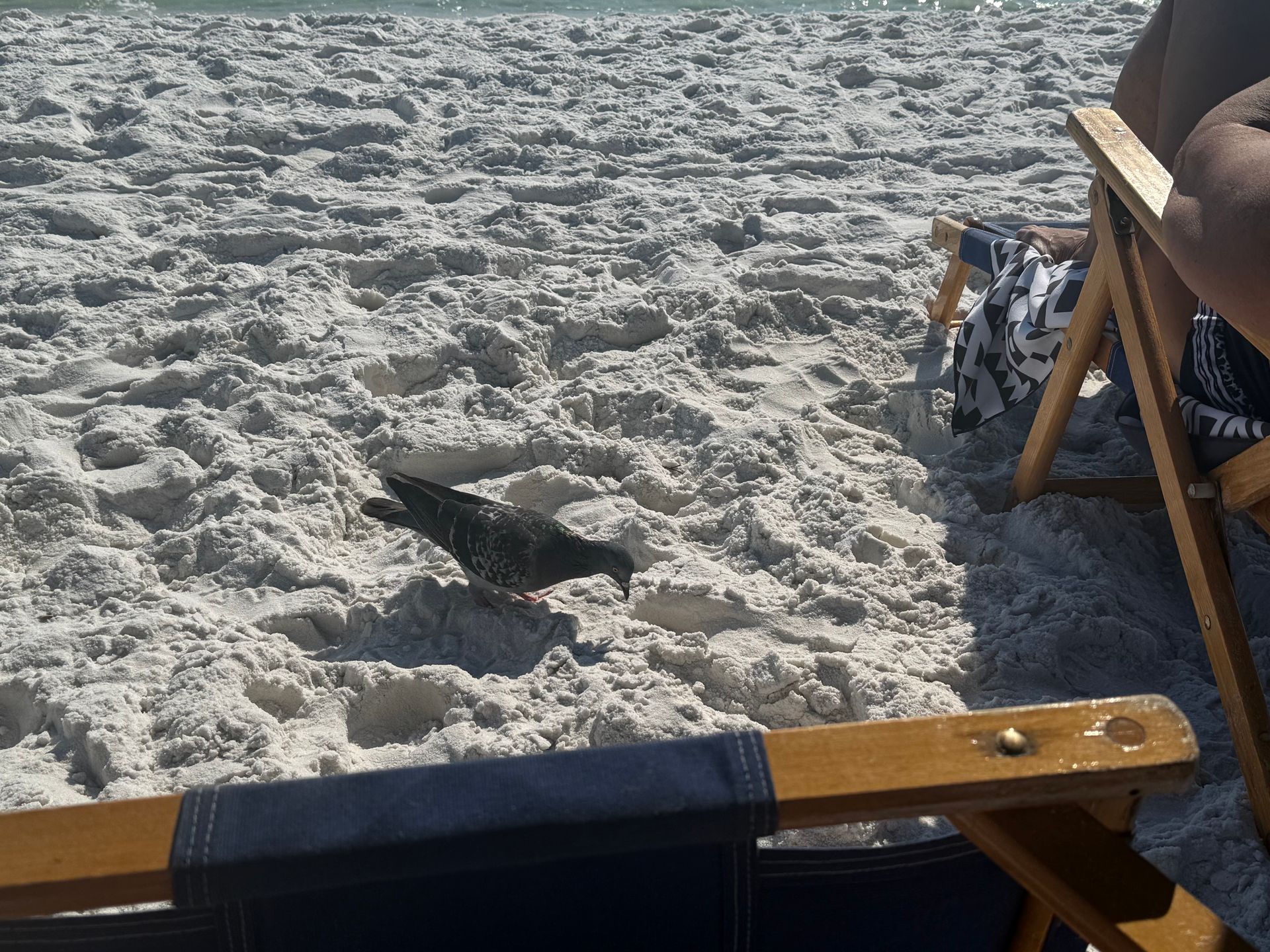 A bird is standing on a sandy beach next to a chair.