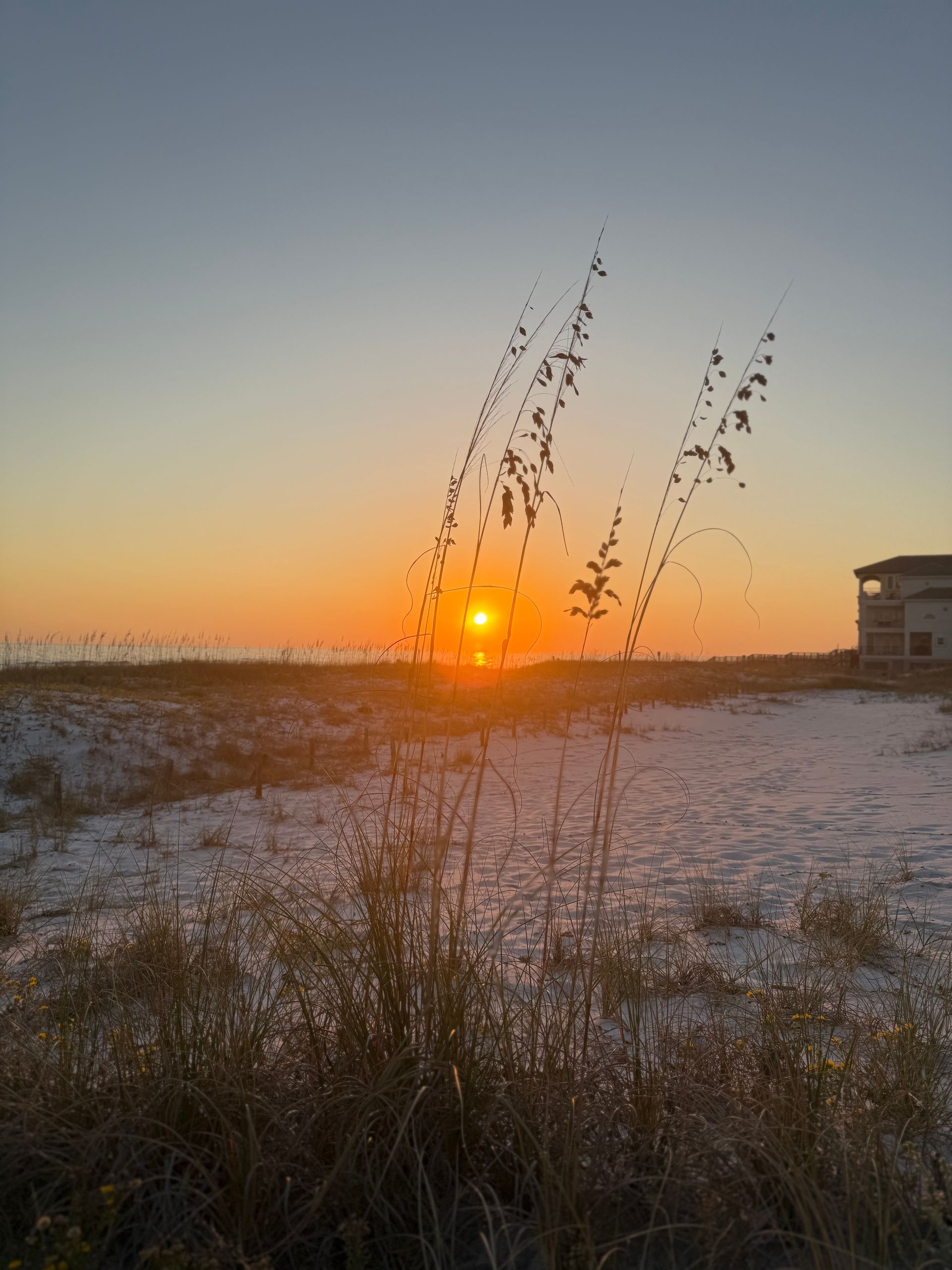 The sun is setting over a field of tall grass.