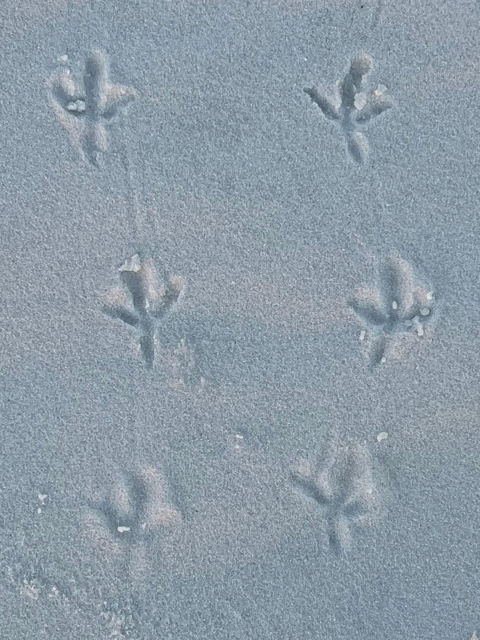 A close up of a bird 's footprints in the snow