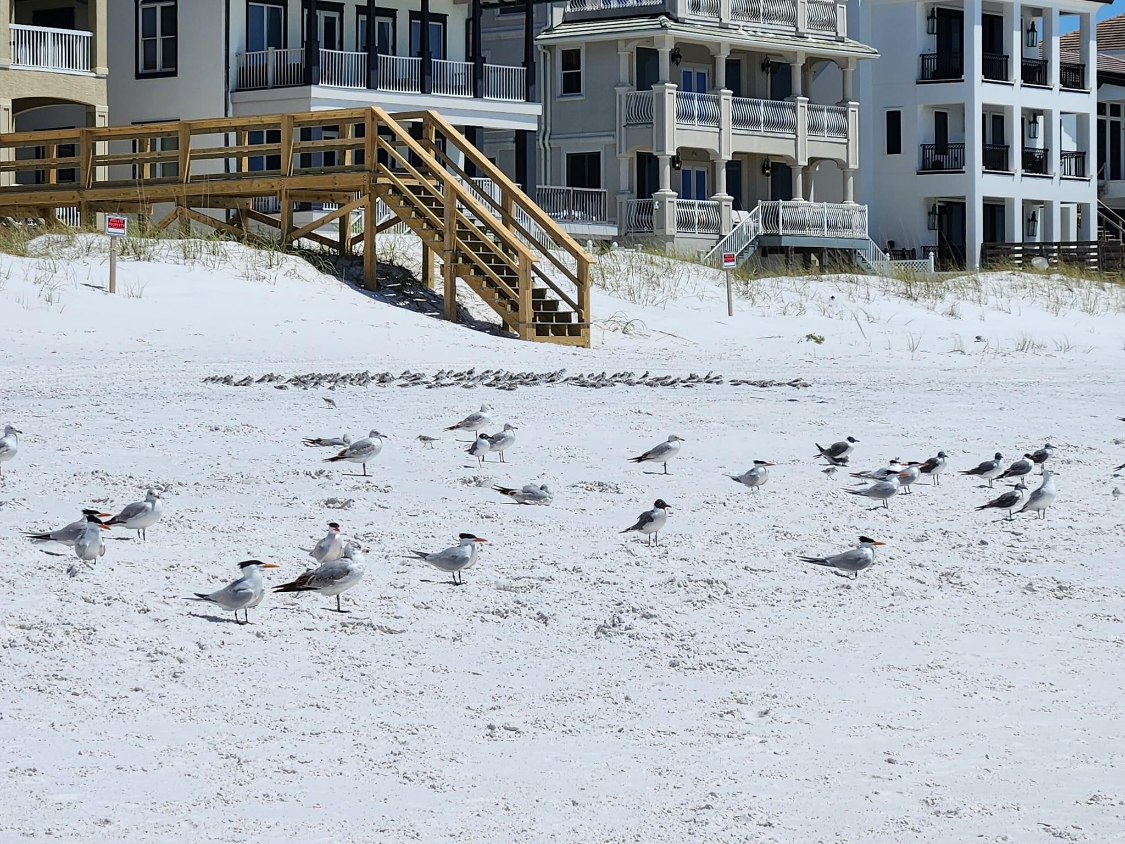 A group of seagulls are standing in the snow on a beach