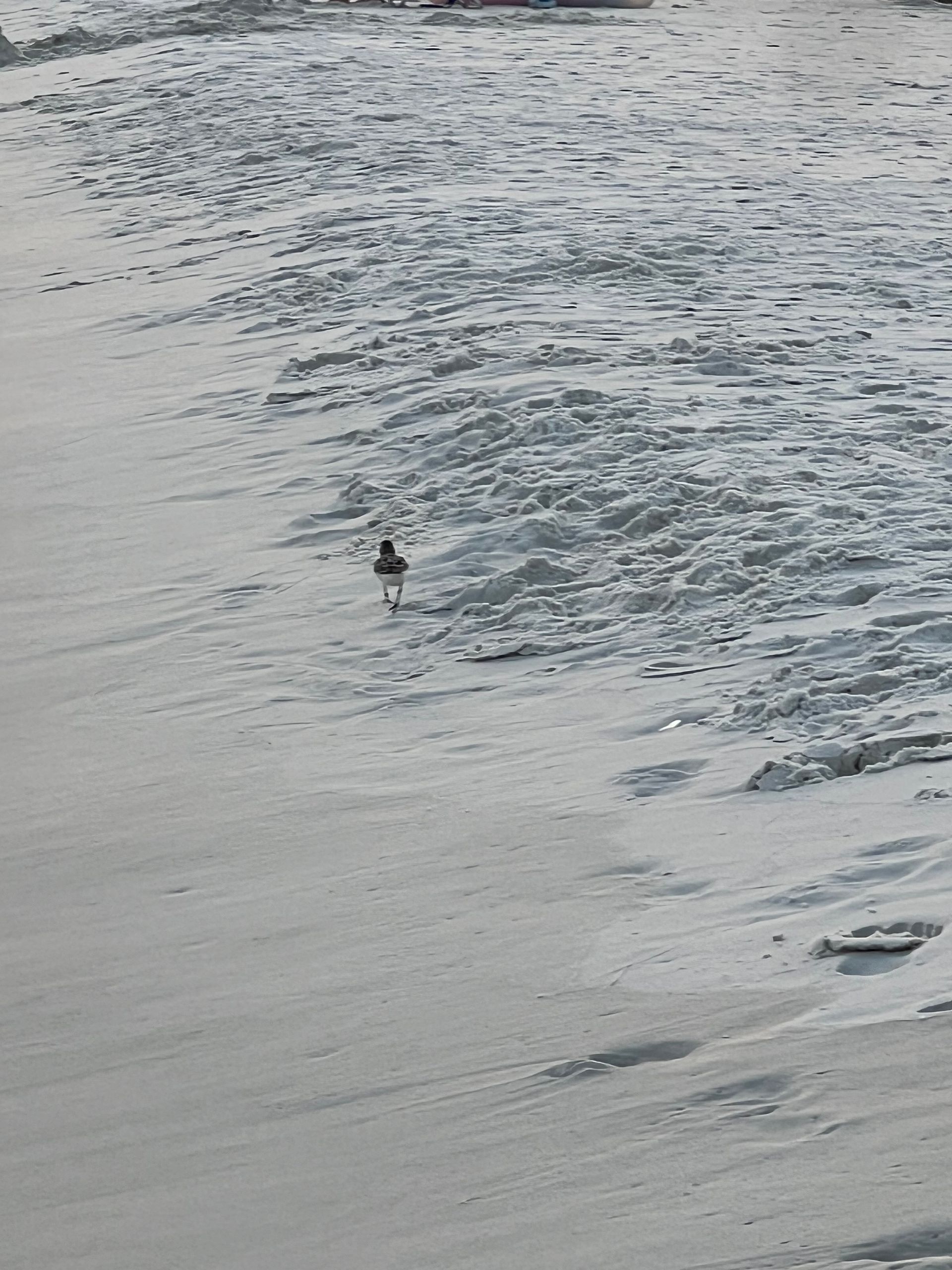 A bird is standing on the beach near the water