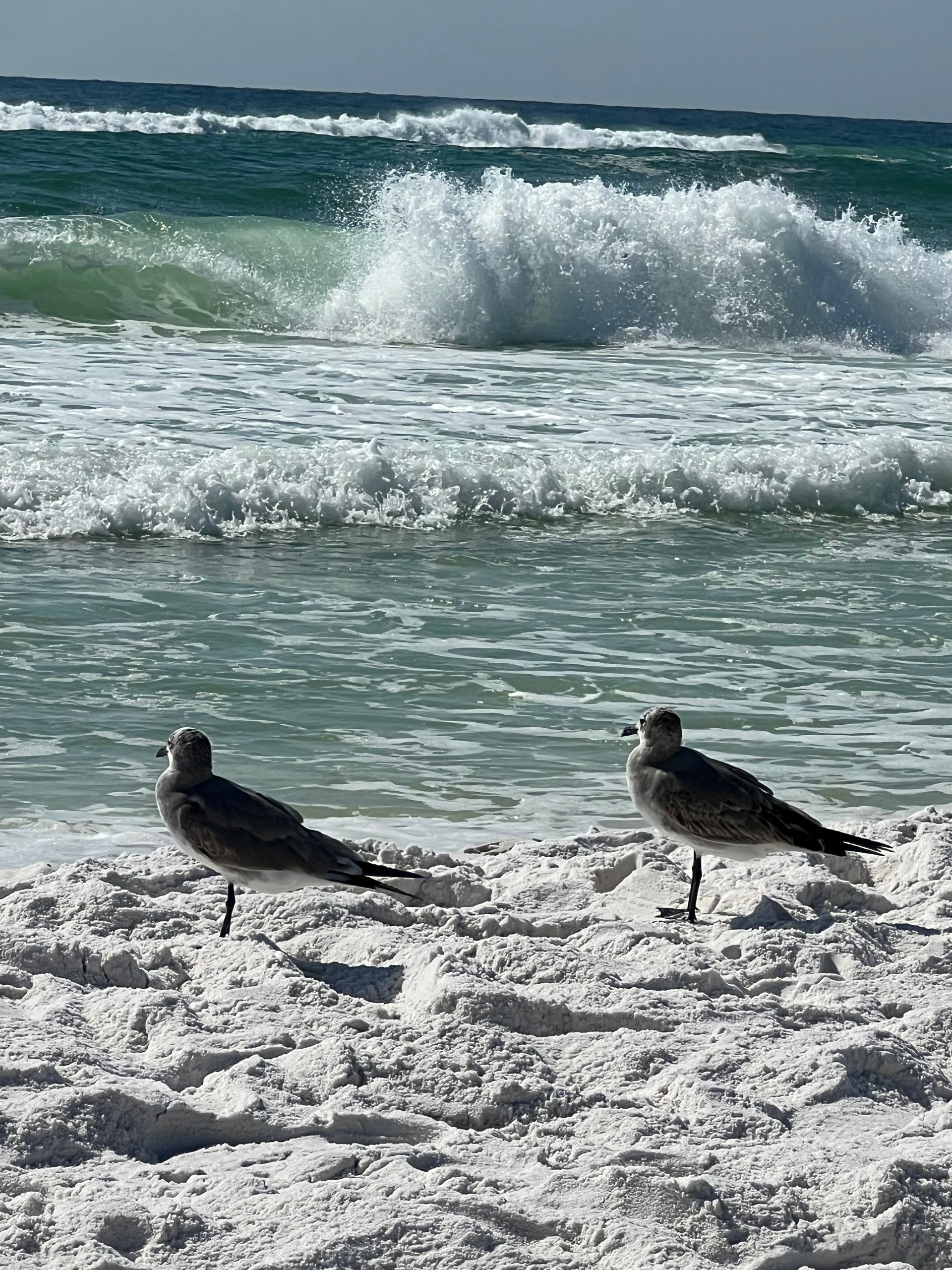 Two seagulls are standing on a sandy beach near the ocean.
