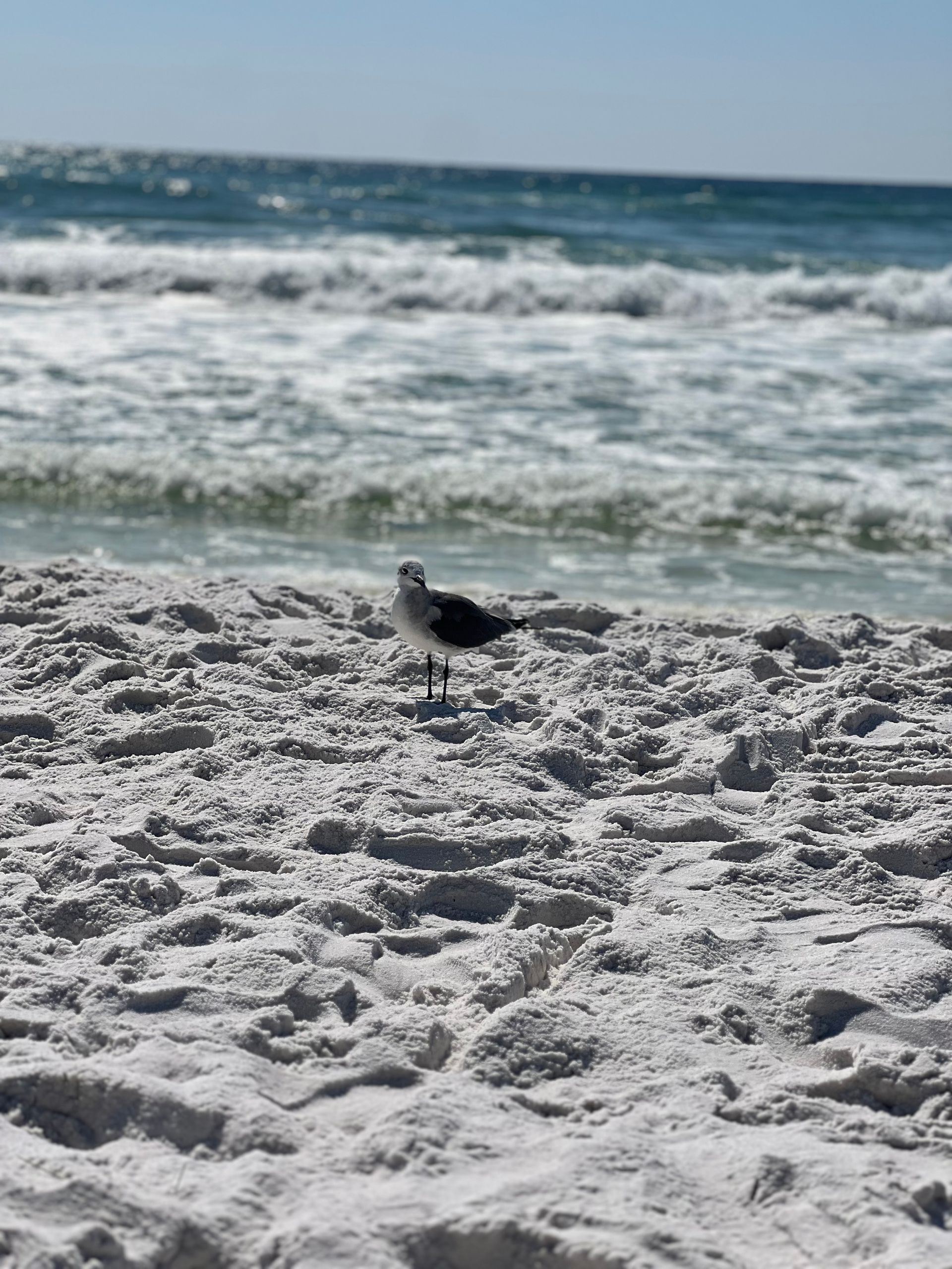 A seagull is standing on a sandy beach near the ocean.
