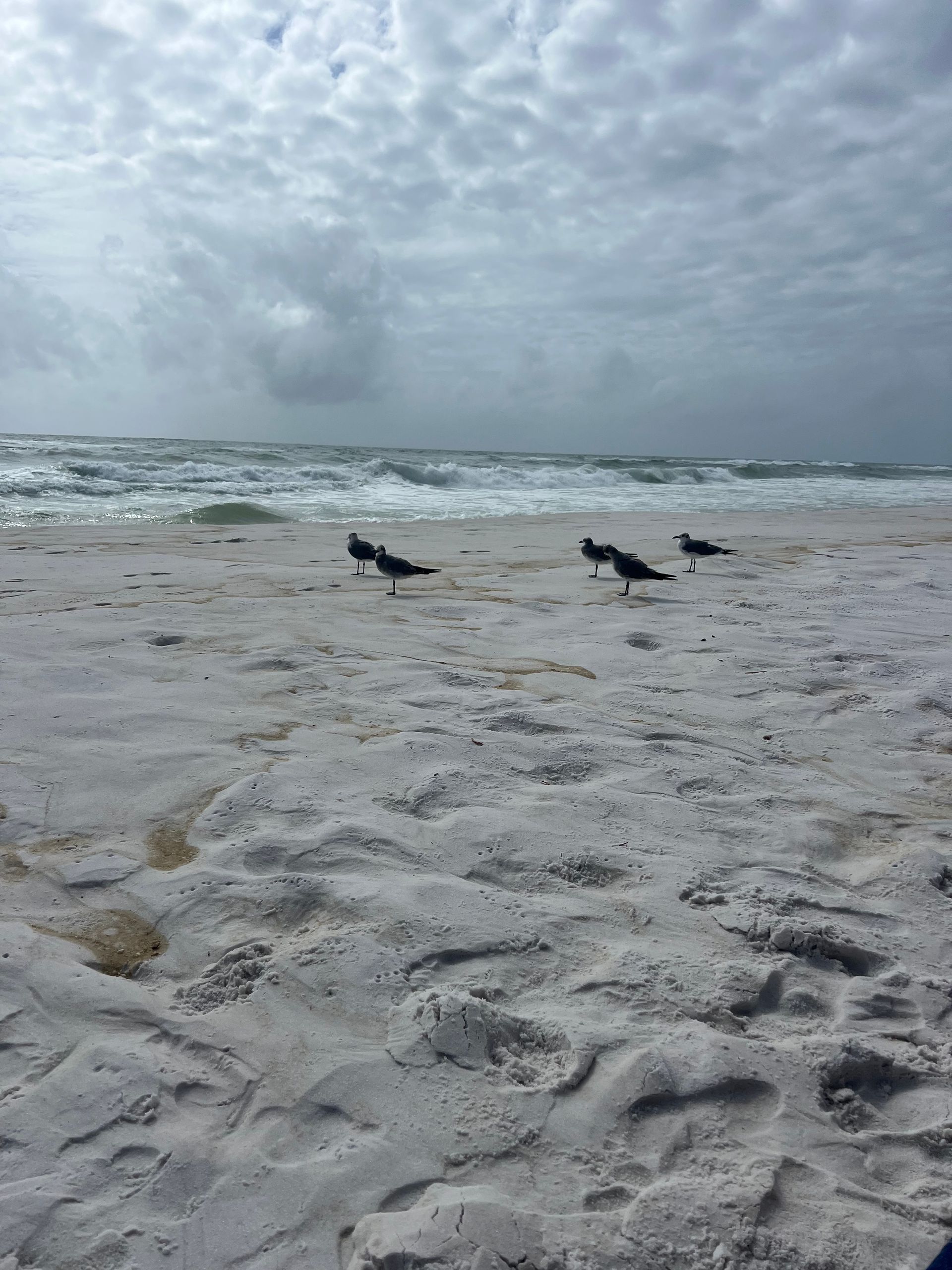 Three birds are standing on a sandy beach near the ocean