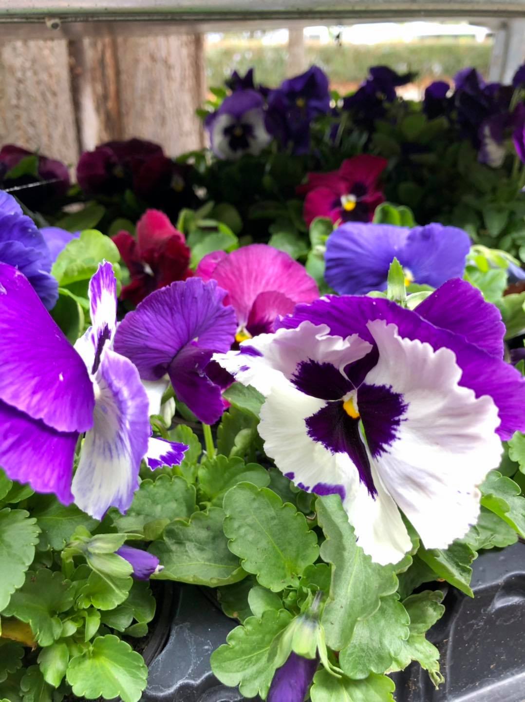 Purple outdoor flowers
