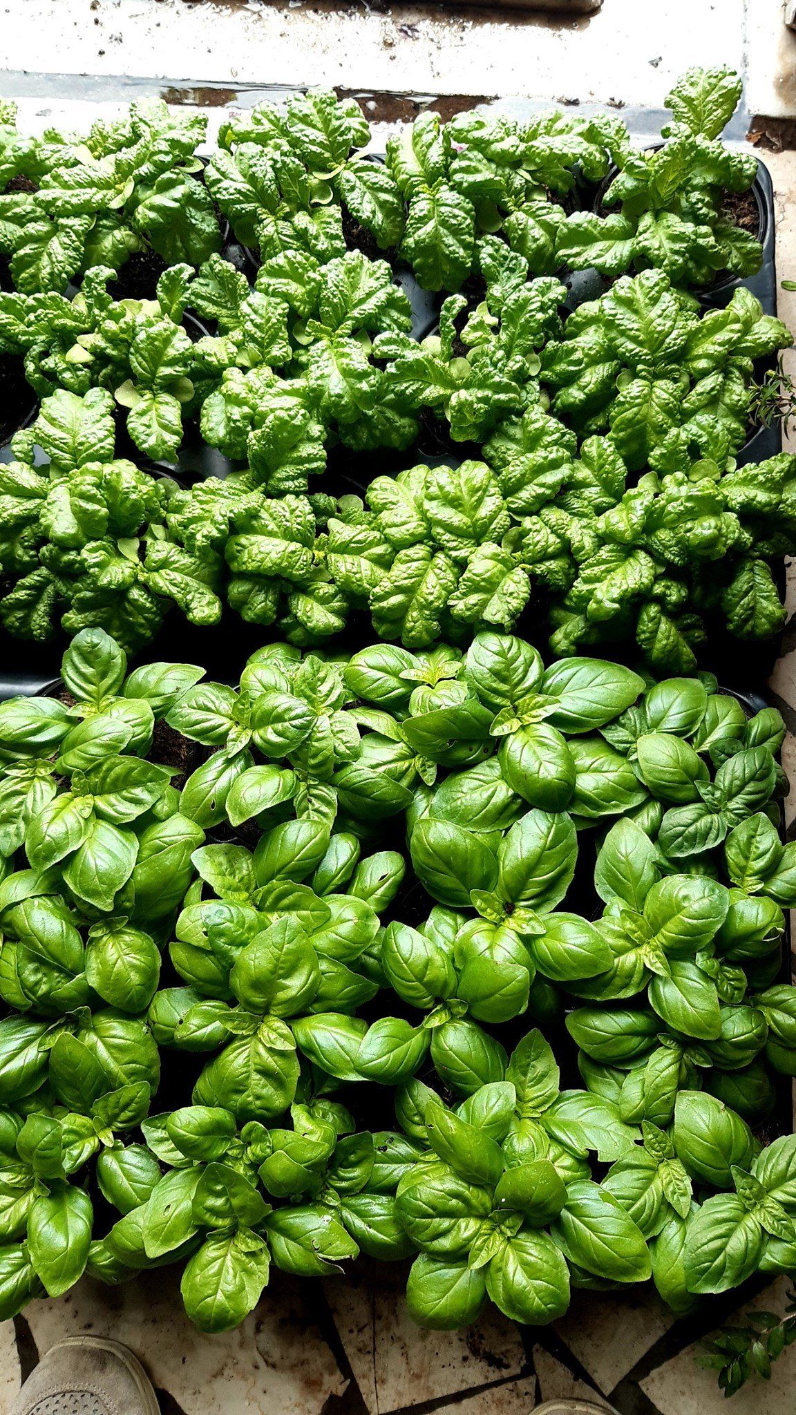 Basil plants