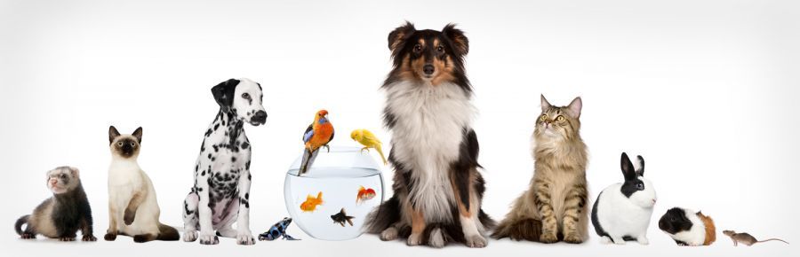 pet food and supplies for any animal in Kalgoorlie