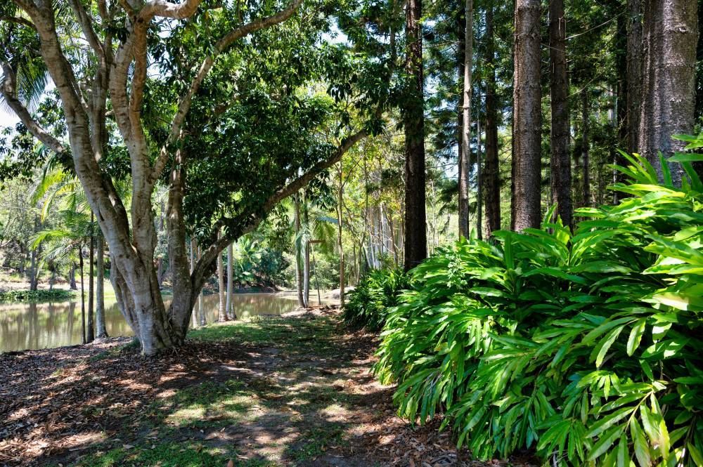 A Path Through A Sunny Forest — Superstretch300 Limousines In Sunshine Coast, QLD