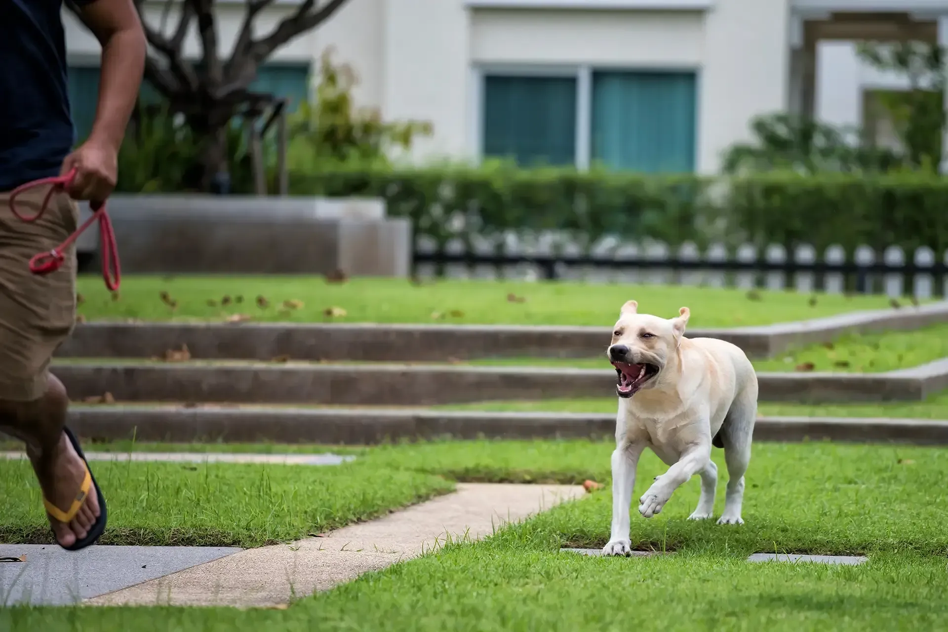 A man is walking a dog on a leash in a park.
