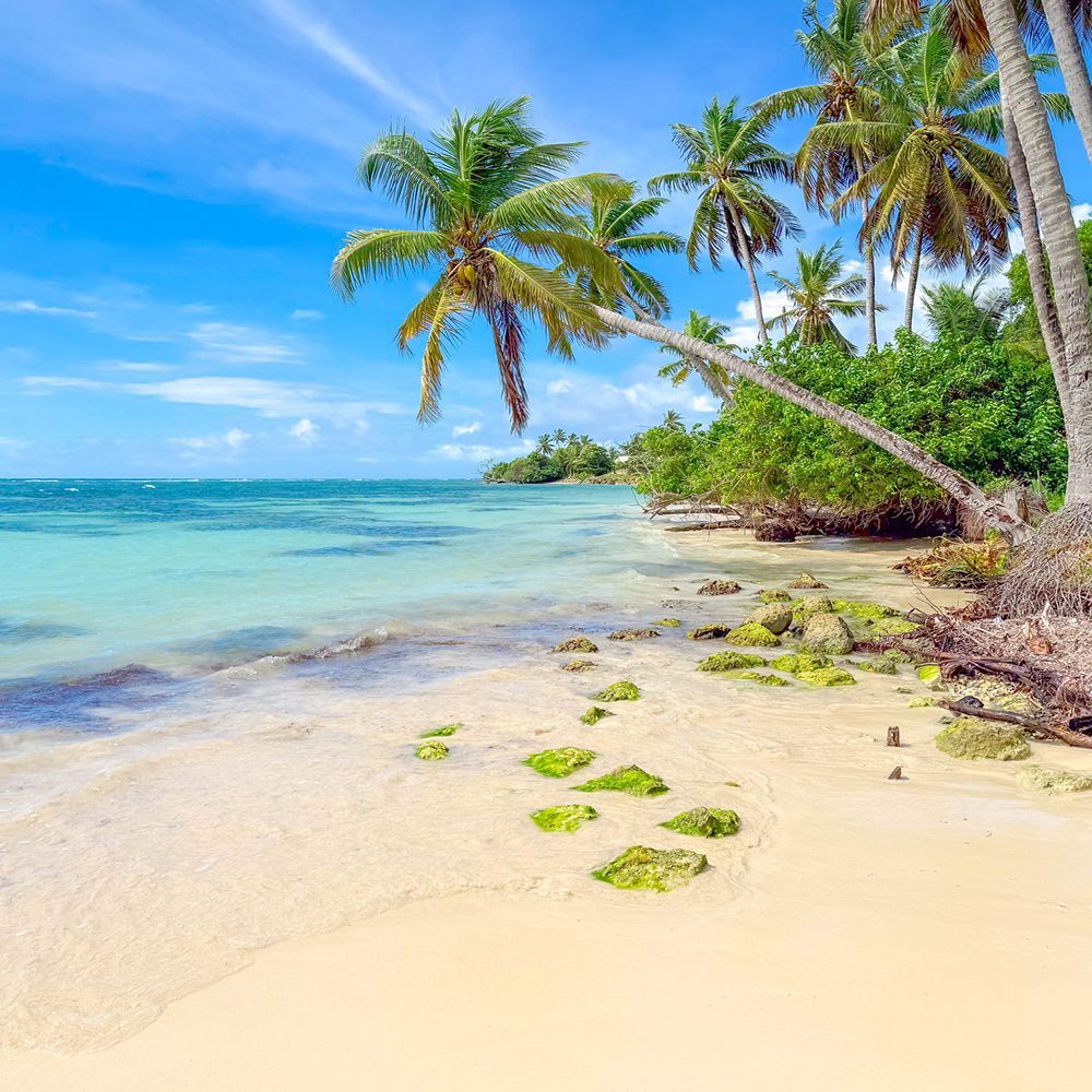 Sandy beach with turquoise water, palm trees, and green rocks under a bright blue sky.