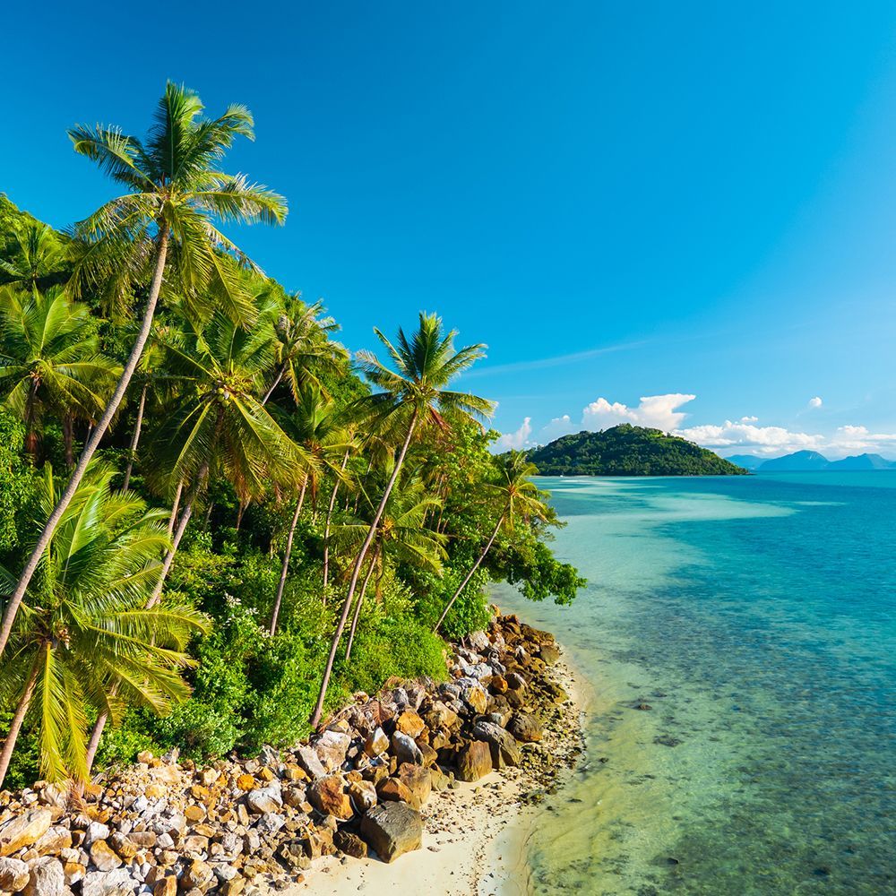 Palm trees on a tropical beach with turquoise water under a bright blue sky.