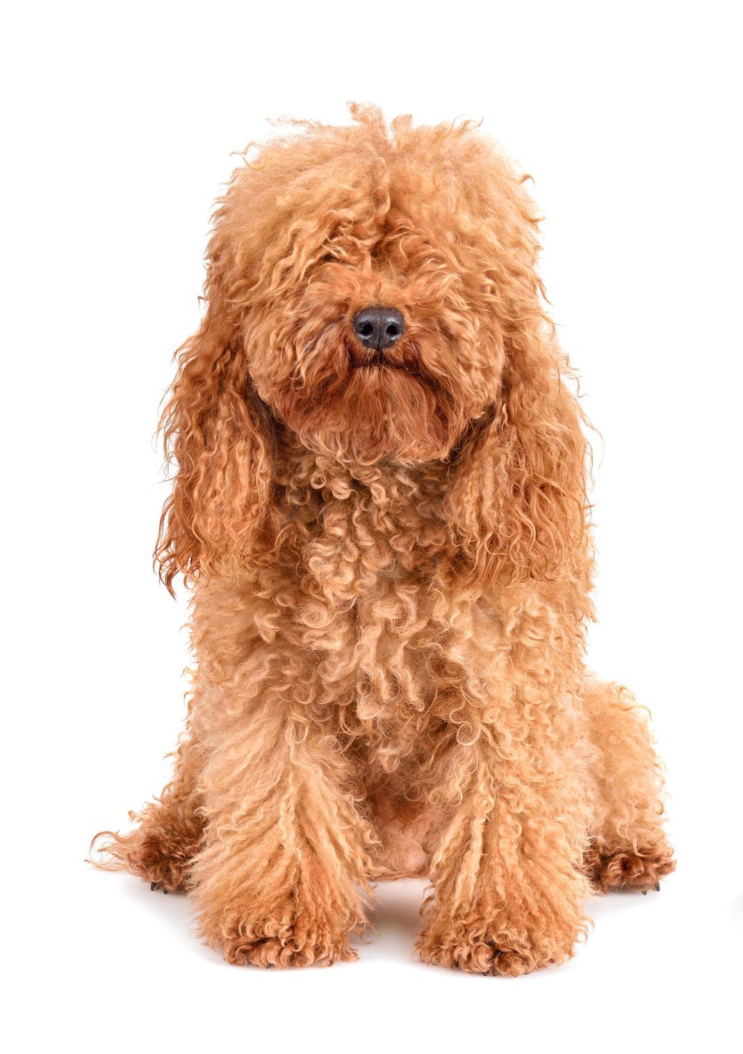A brown poodle is sitting on a white background and looking at the camera.