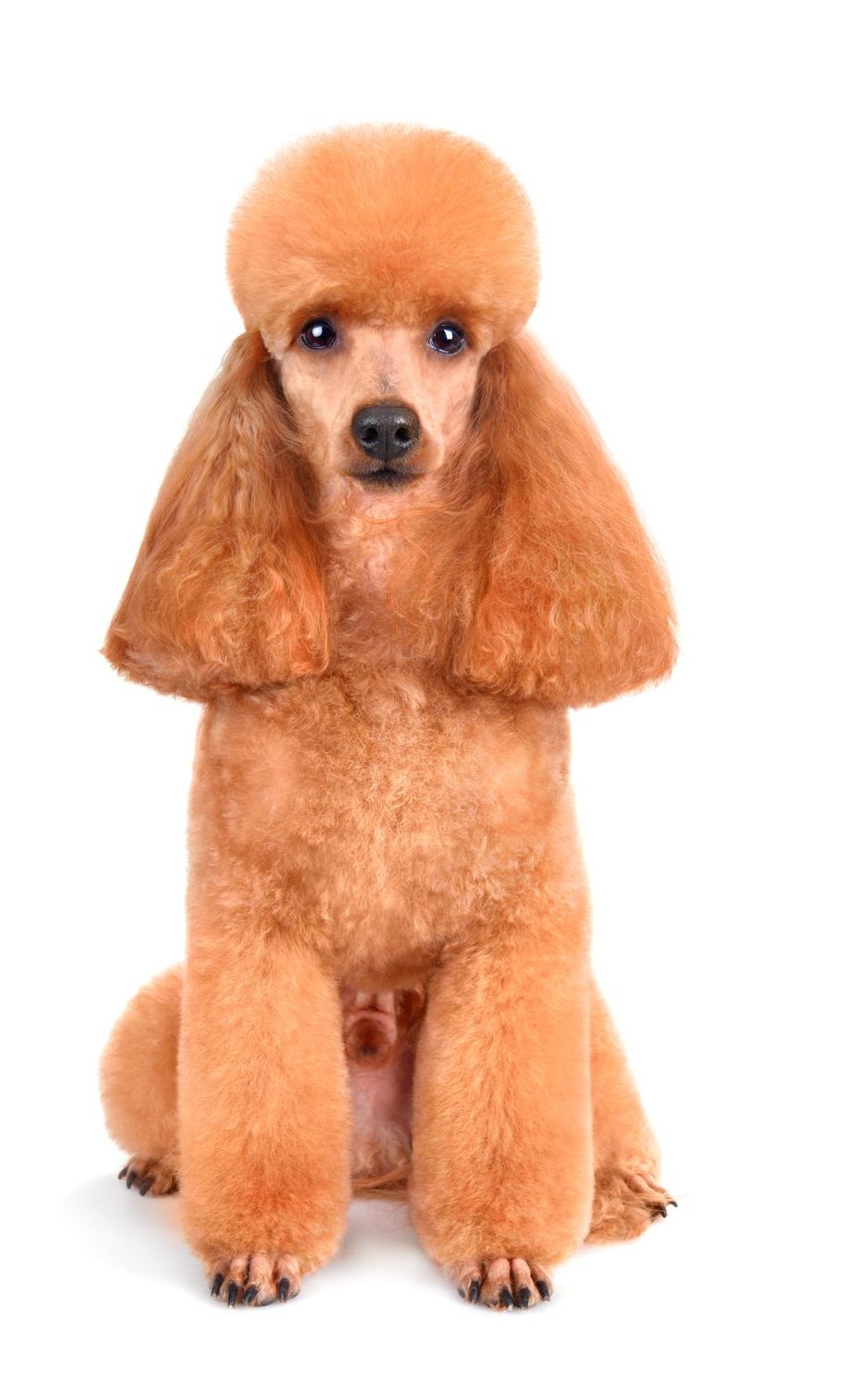A brown poodle is sitting on a white background and looking at the camera.