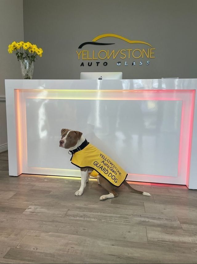 Yellowstone Guard Dog